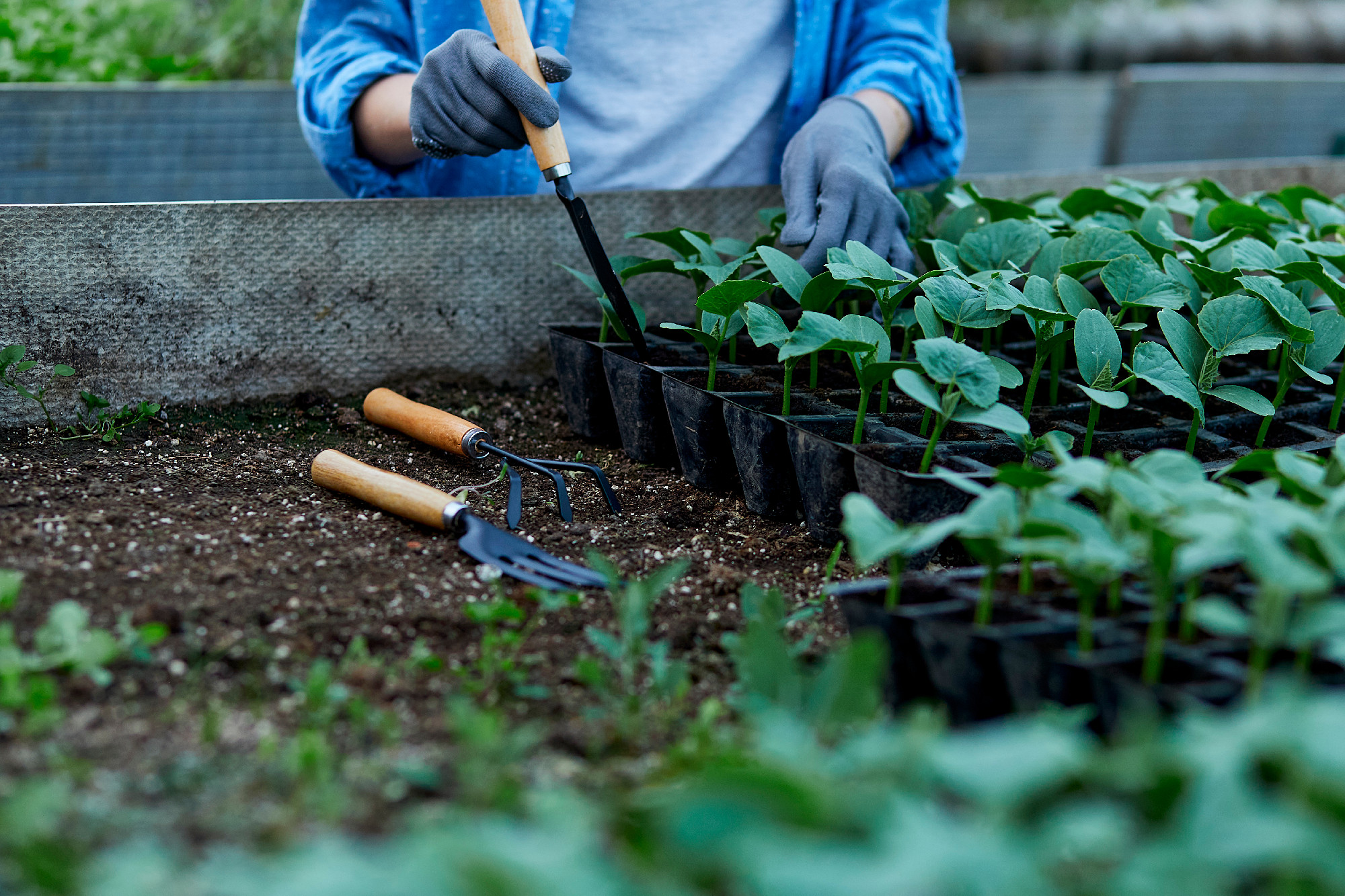 Woman gardener caring plants, young cucumbers surrounded by plants. Home gardening, love plants and care. Small business casual clothing, floral, gardening, worker. Cottage core botany aesthetic