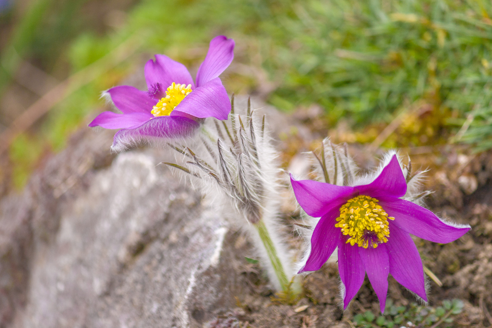 Blooming purple Pulsatilla grandis pasque flower.