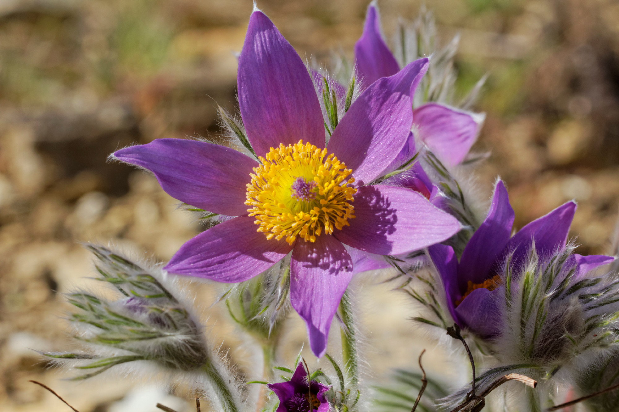 Pulsatilla vulgaris, Pasque flower, Common pasque flower