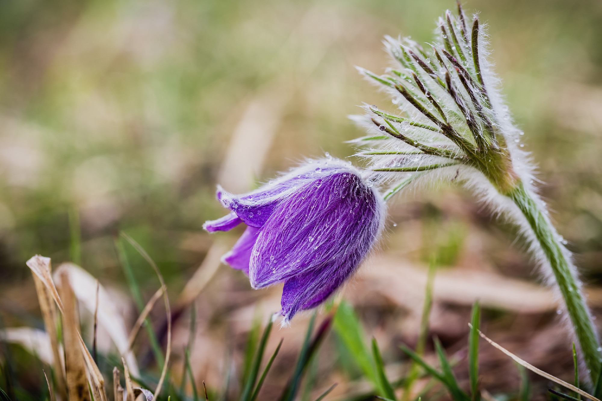 Wild Pulsatilla