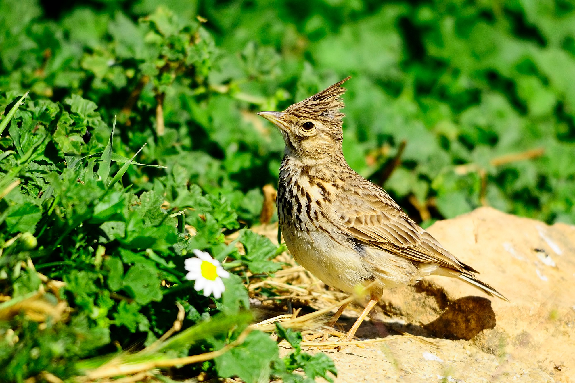 Galerida cristata - The common cogujada is a species of bird in the Alaudidae family.