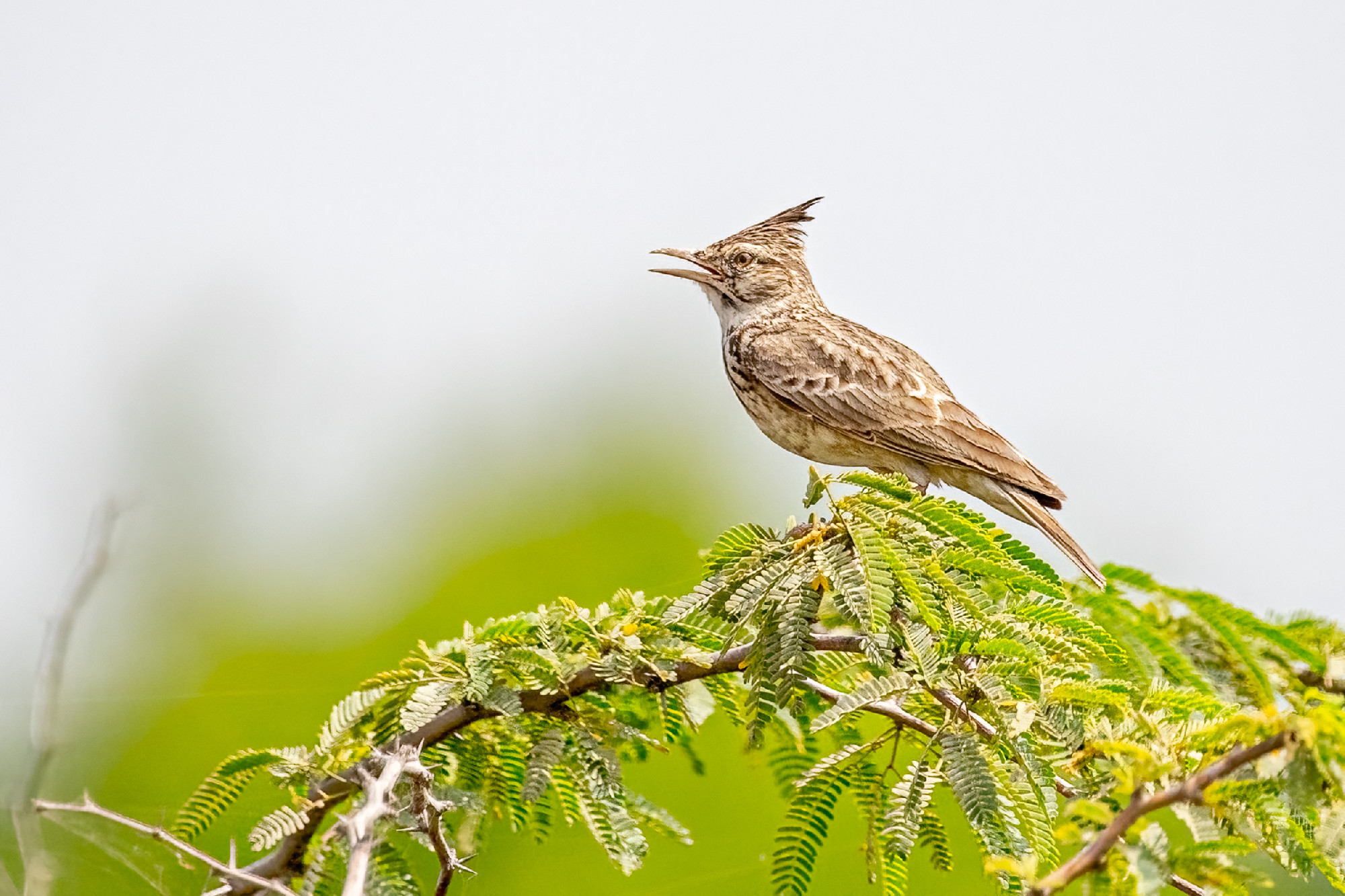 A Crested lark singing from the top of the bush