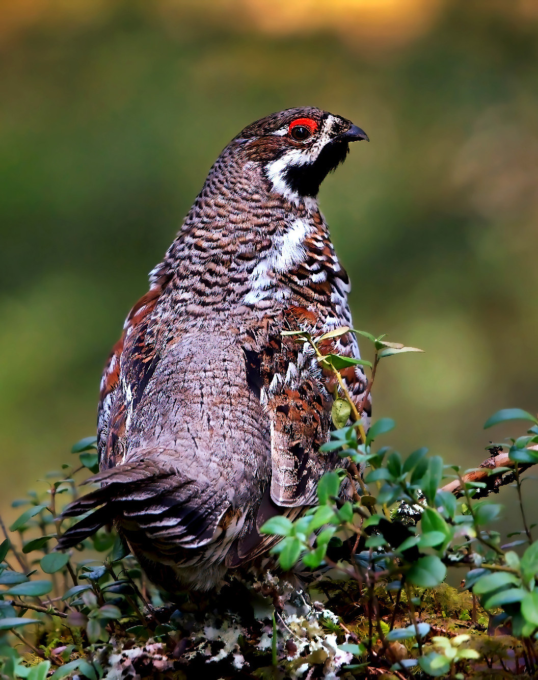 Magyarország madarai: császármadár, a hazai fajdok utolsó túlélője