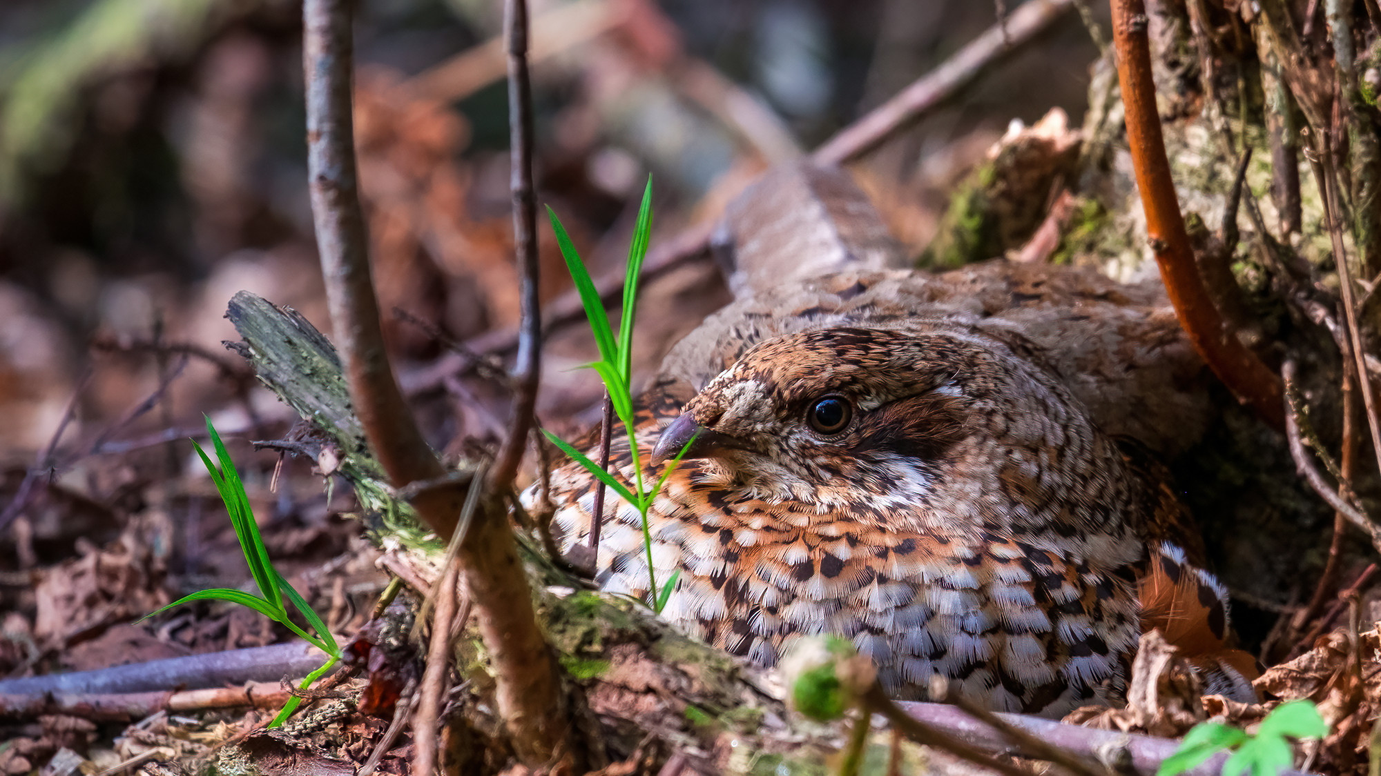 Grouse. A female grouse in a nest in the woods, incubating her e