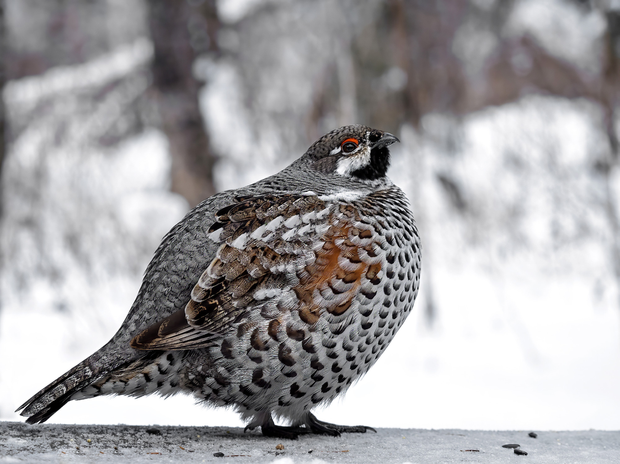 A male hazel grouse perching on the bench in the forest