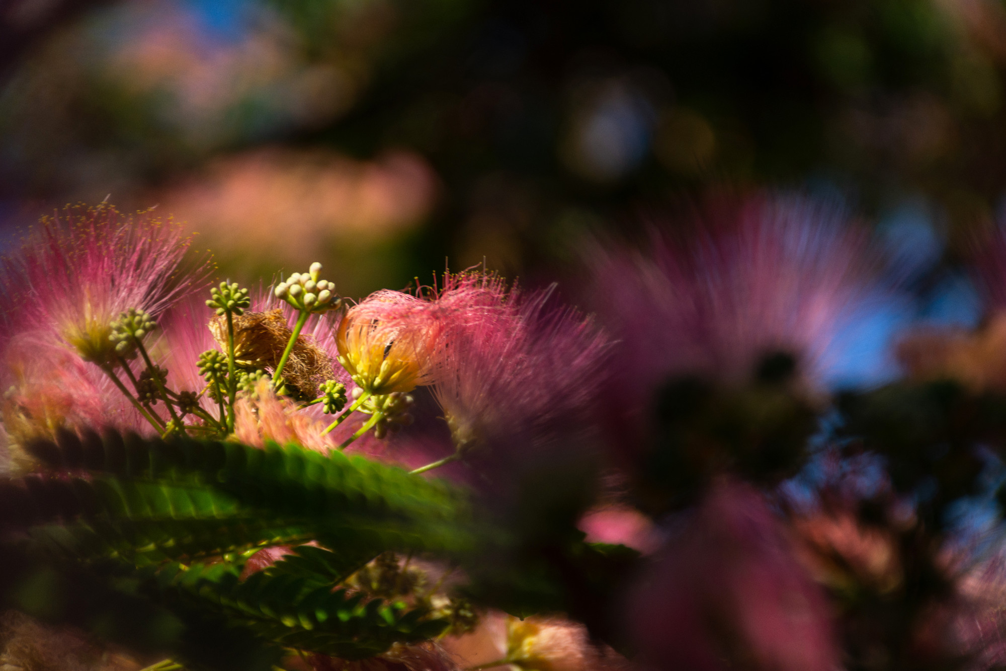 Albizia Lenkoran lat. Albizia julibrissin or silk acacia. A subtropical tree with delicate silk flowers.