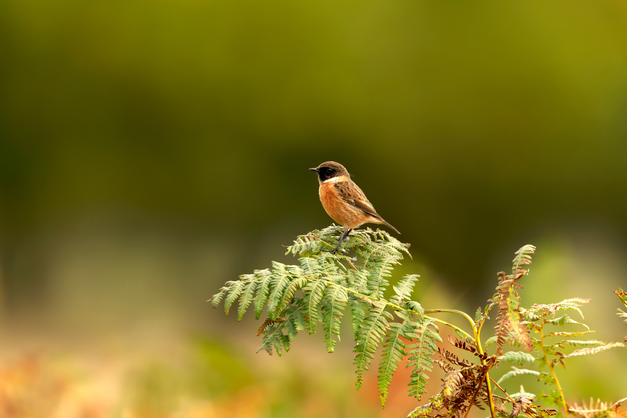 European stonechat perching on a fern branch against colorful ba