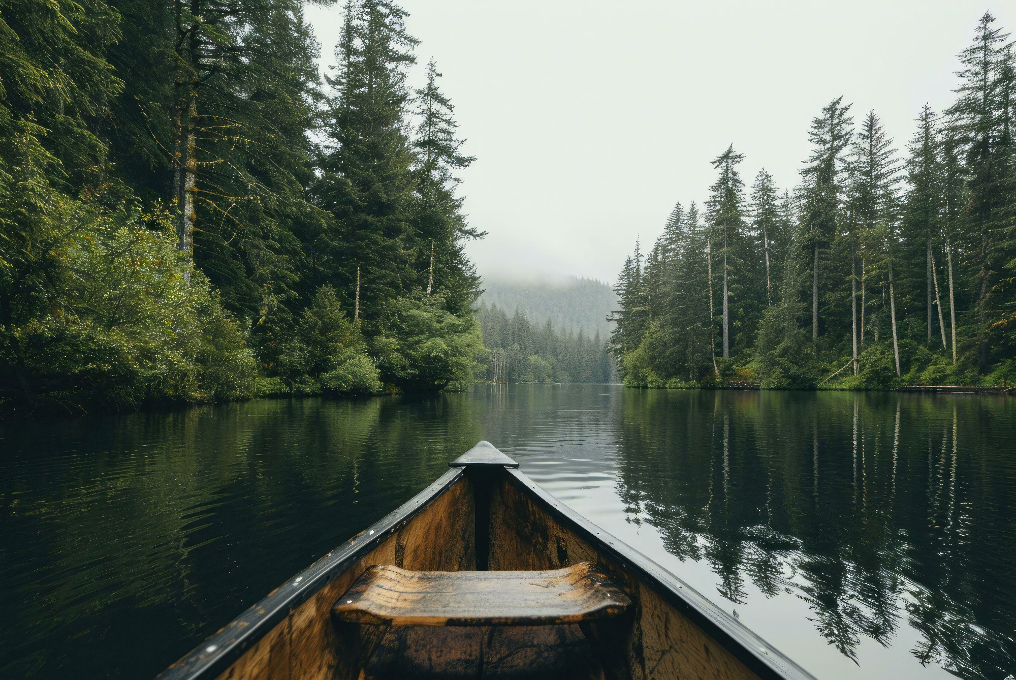 Serene Canoe Ride Through Misty Evergreen Forest