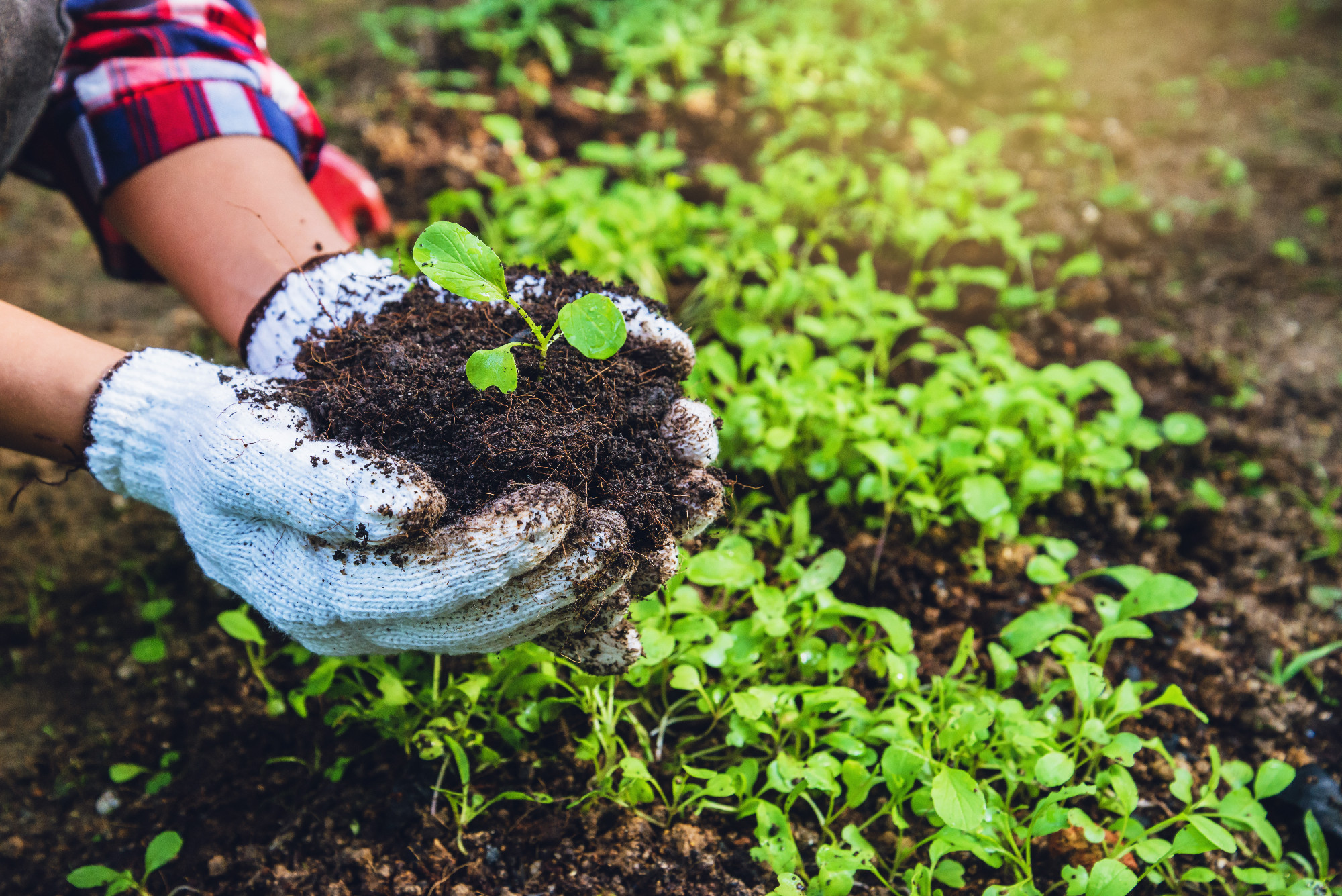 How to grow vegetables plant agriculture. dig into soil the vege