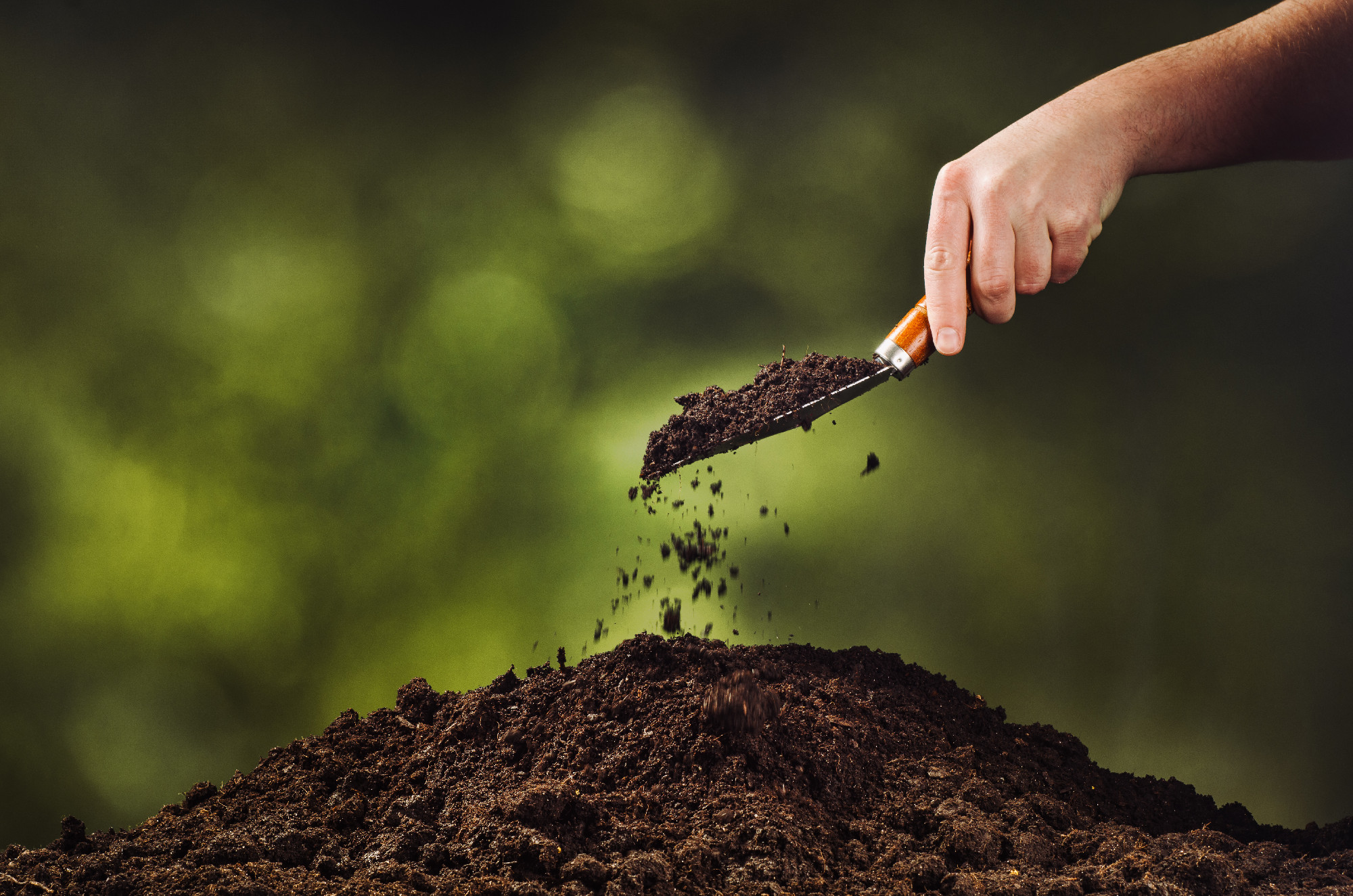 Hand pouring black soil on green plant bokeh background
