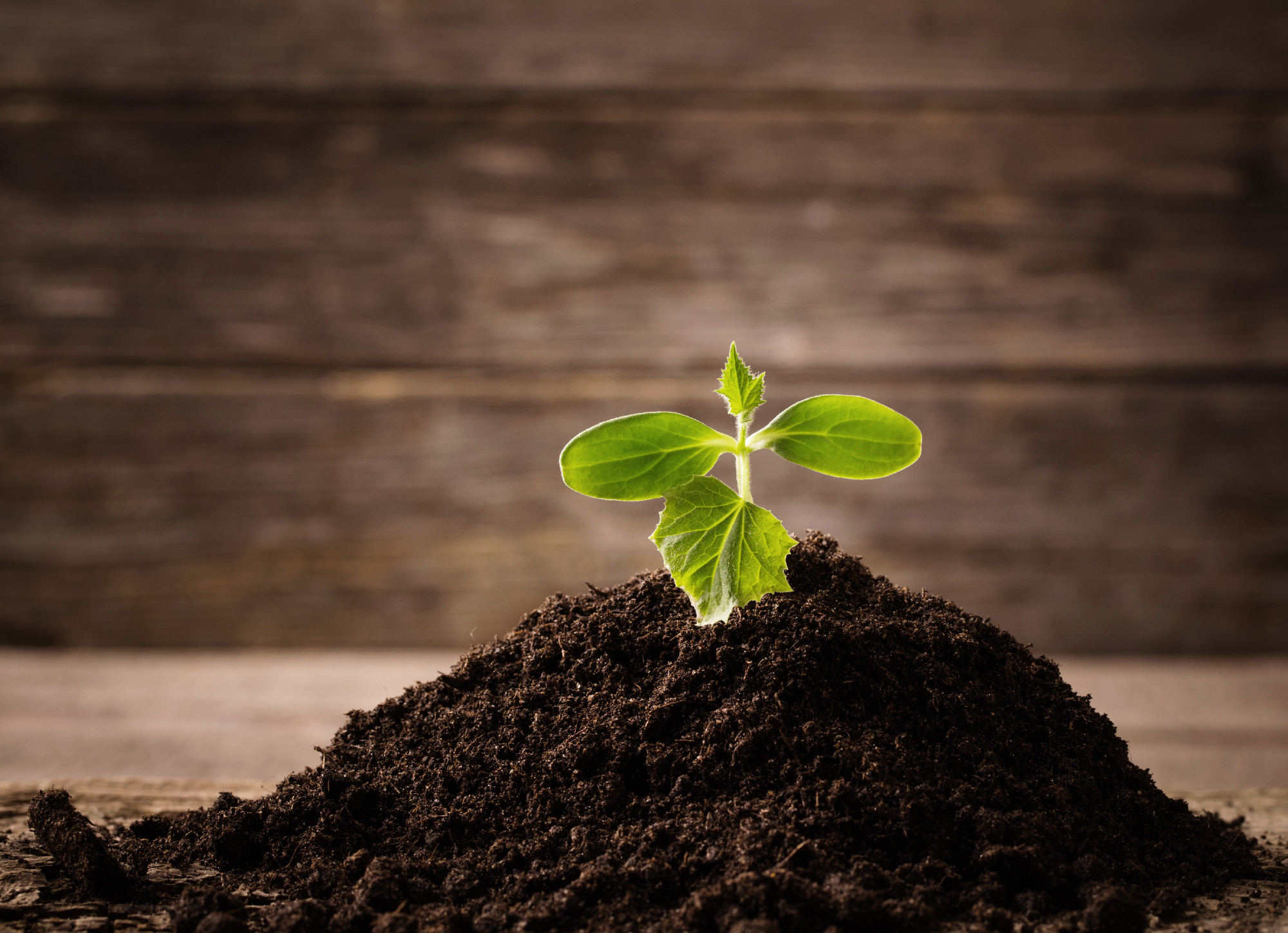 Young seedling growing in a soil on wooden background