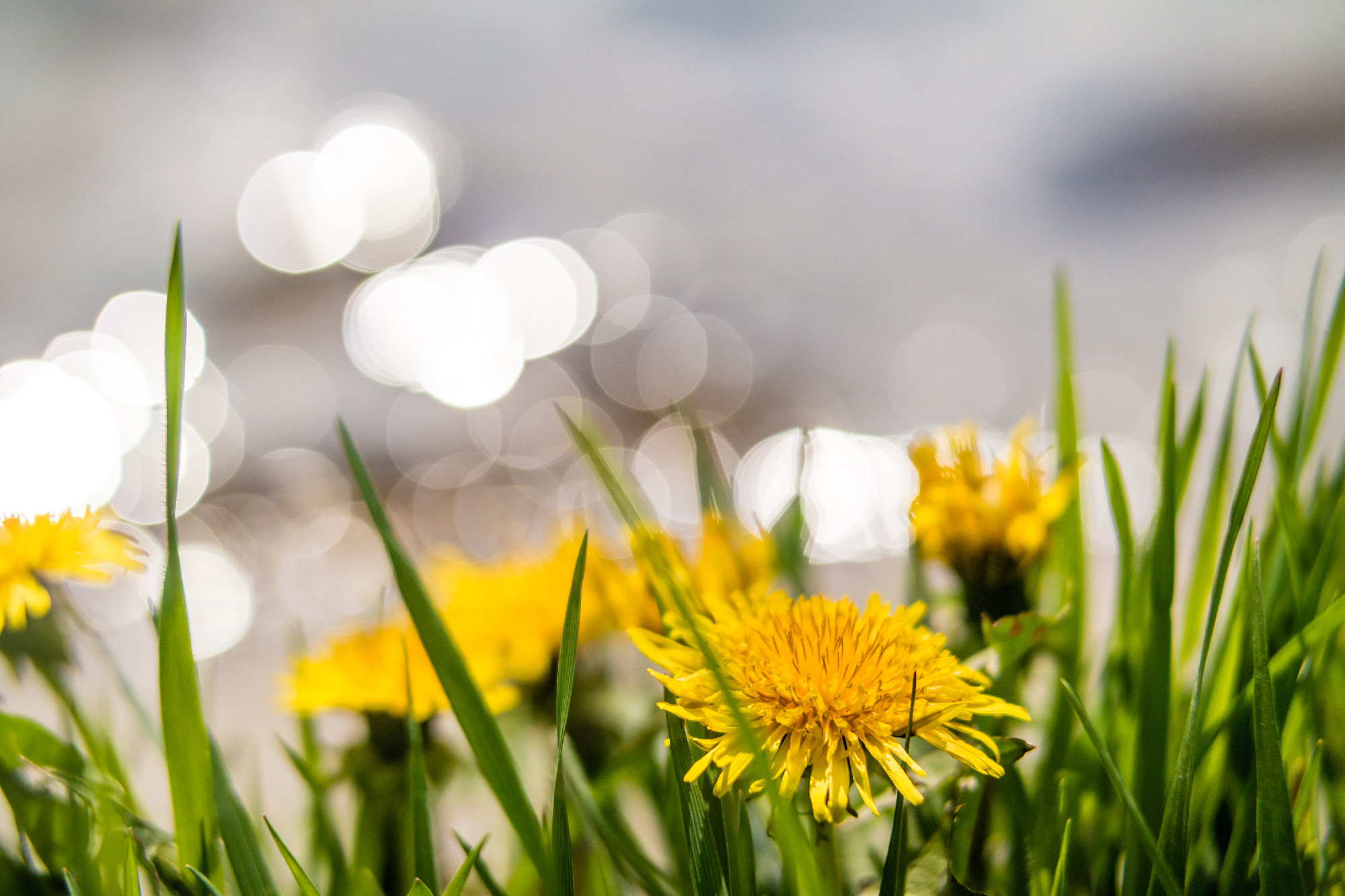 Yellow dandelions on the lake shore.