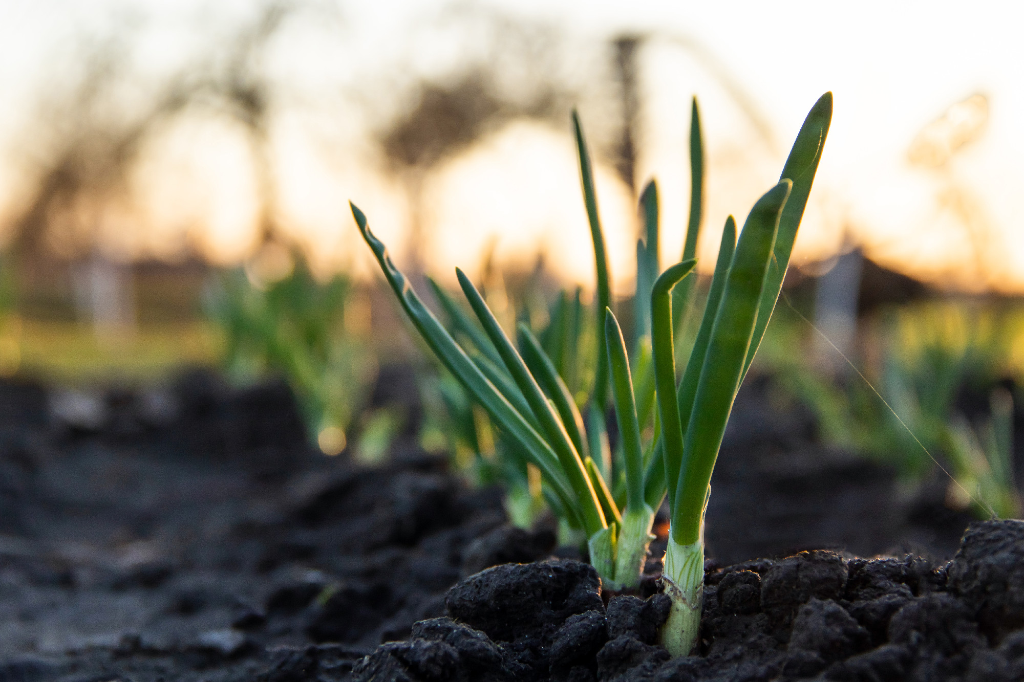 Onion rows and close up view with sunset in background, healthy food concept
