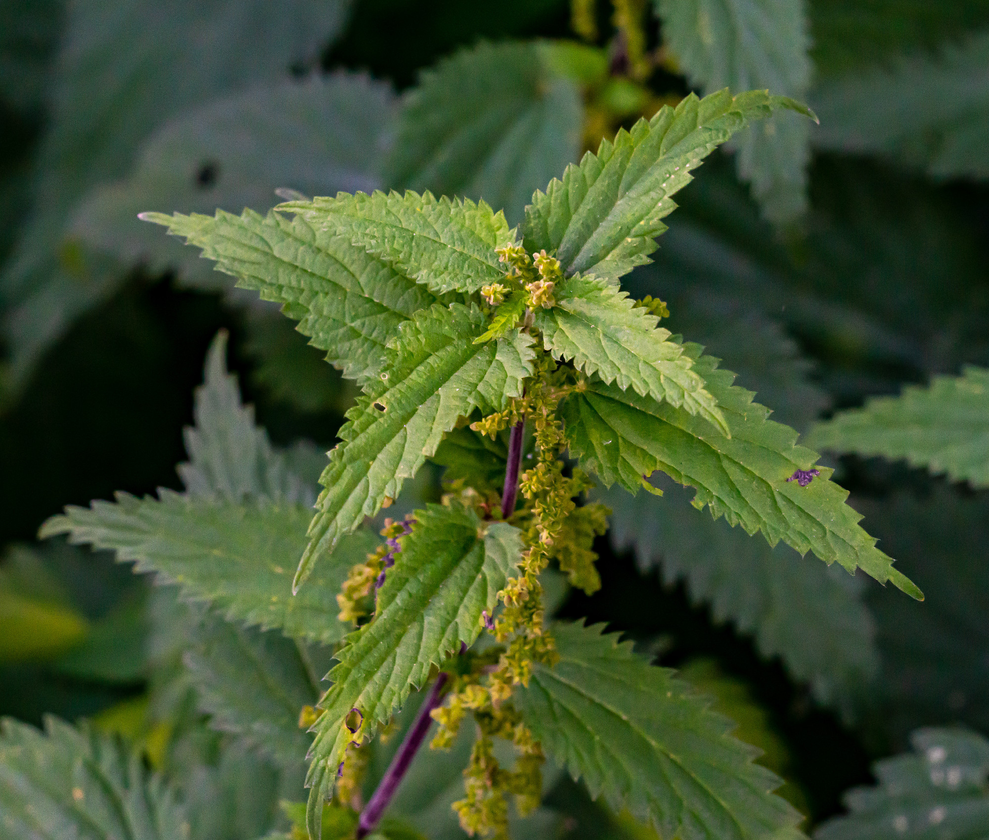 Close up of a traditional nettle stinging herb with green leaves and seed capsules.