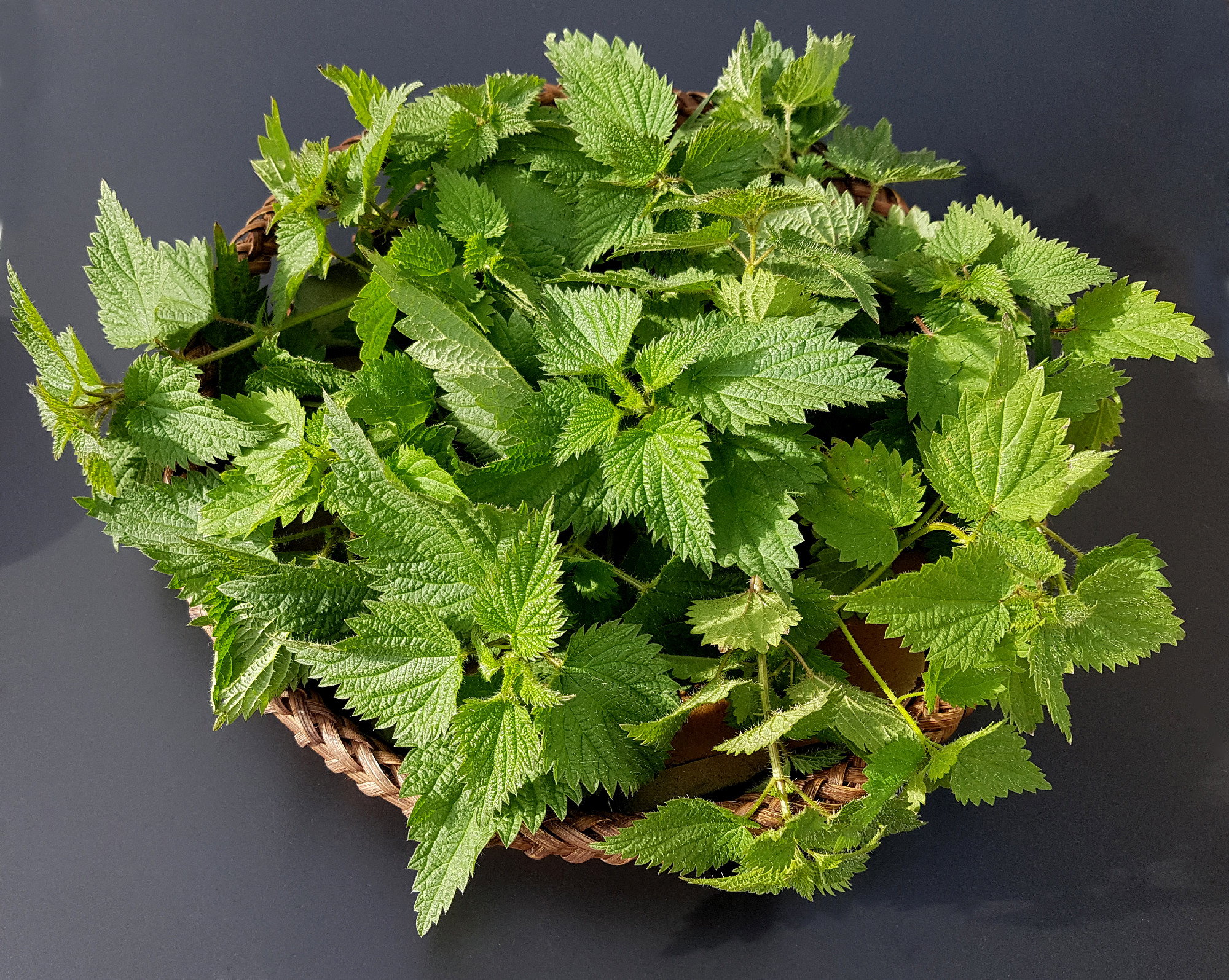 big nettle, Urtica dioica