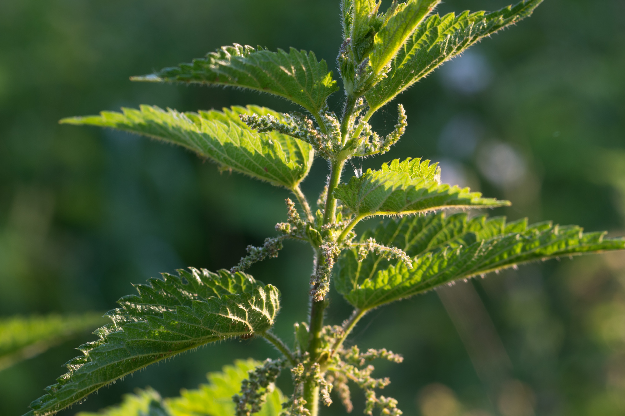 stinging nettle with flowers closeup selective focus
