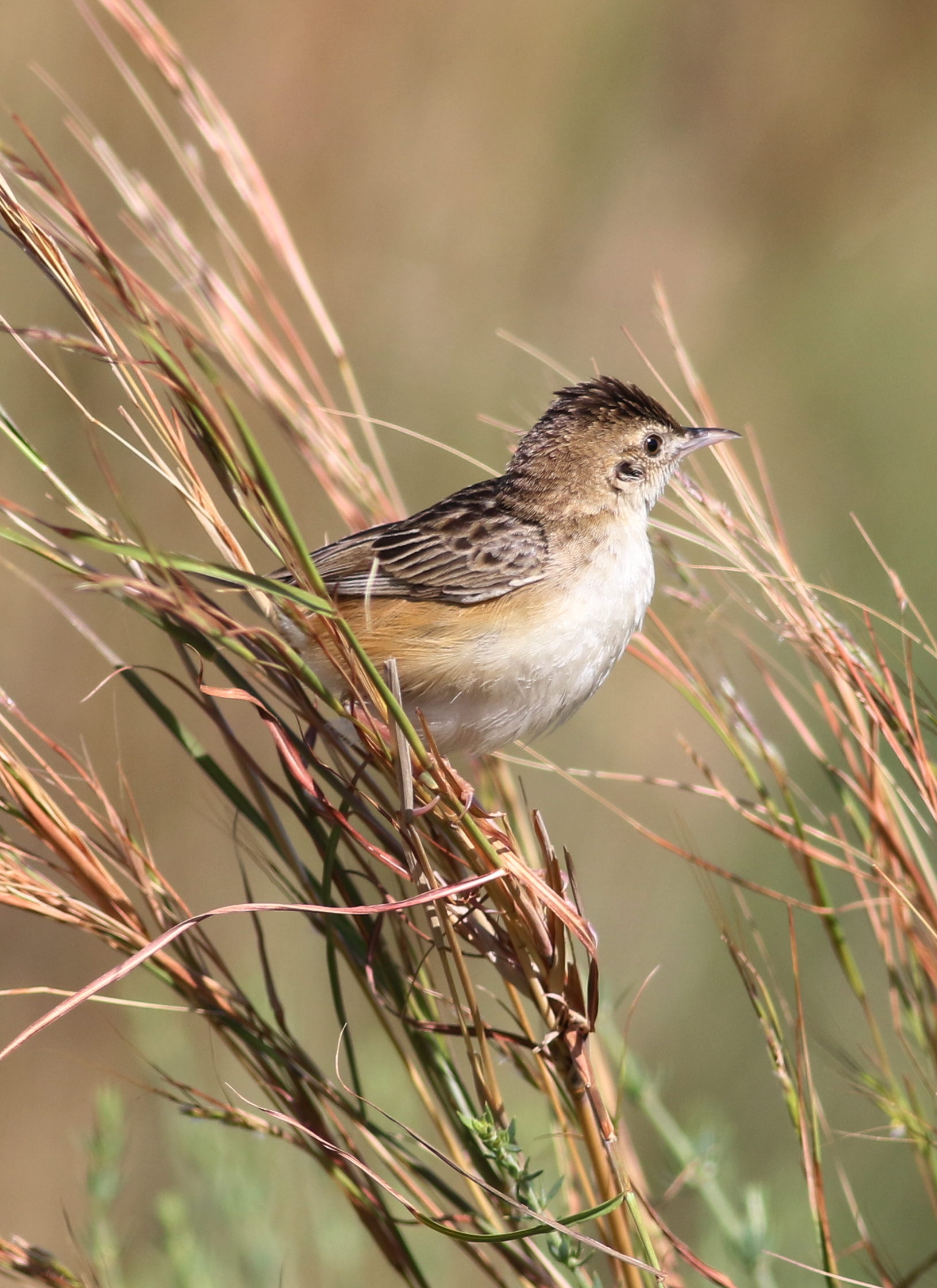 Zitting cisticola or streaked fantail warbler (Cisticola juncidi