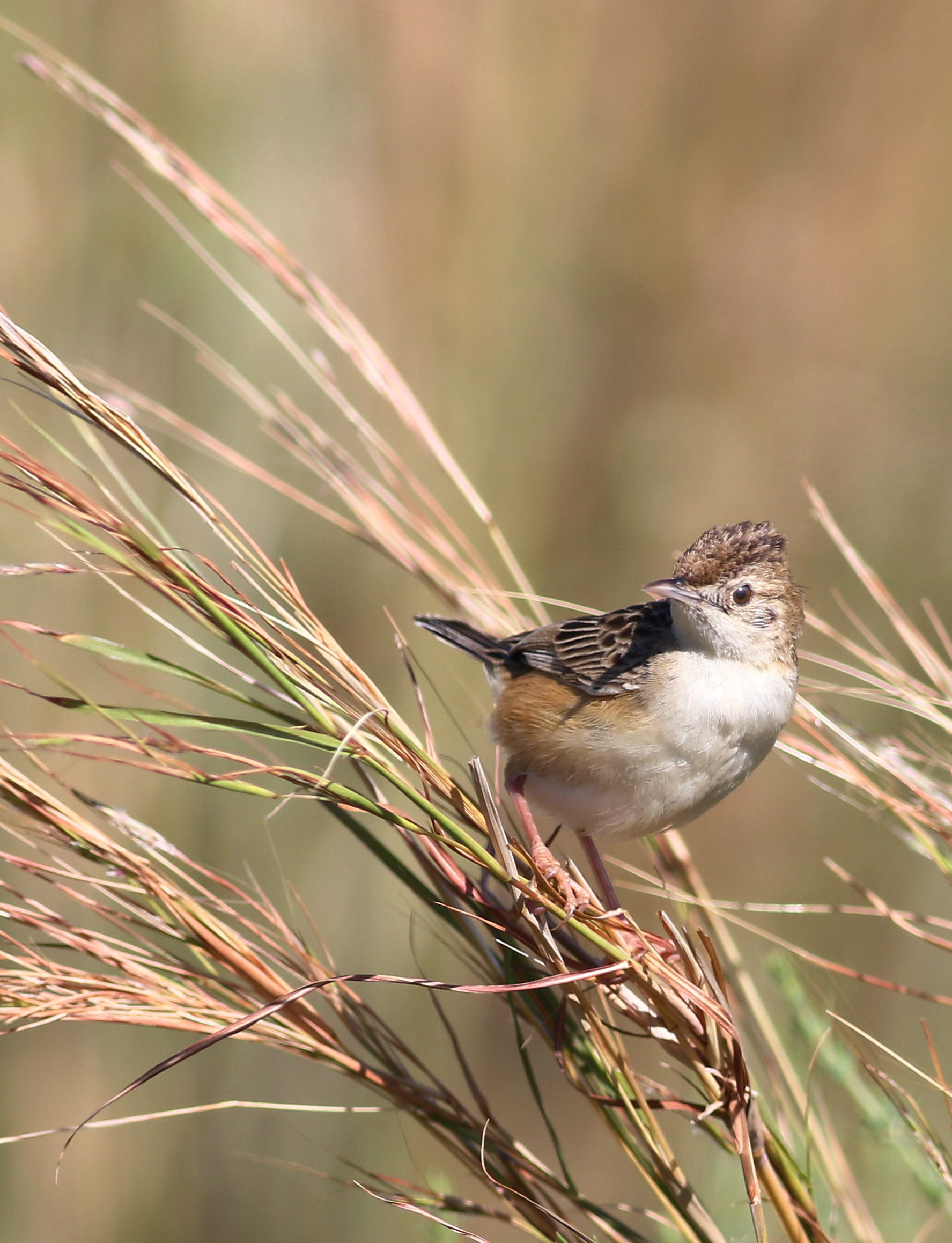 Zitting cisticola or streaked fantail warbler (Cisticola juncidi