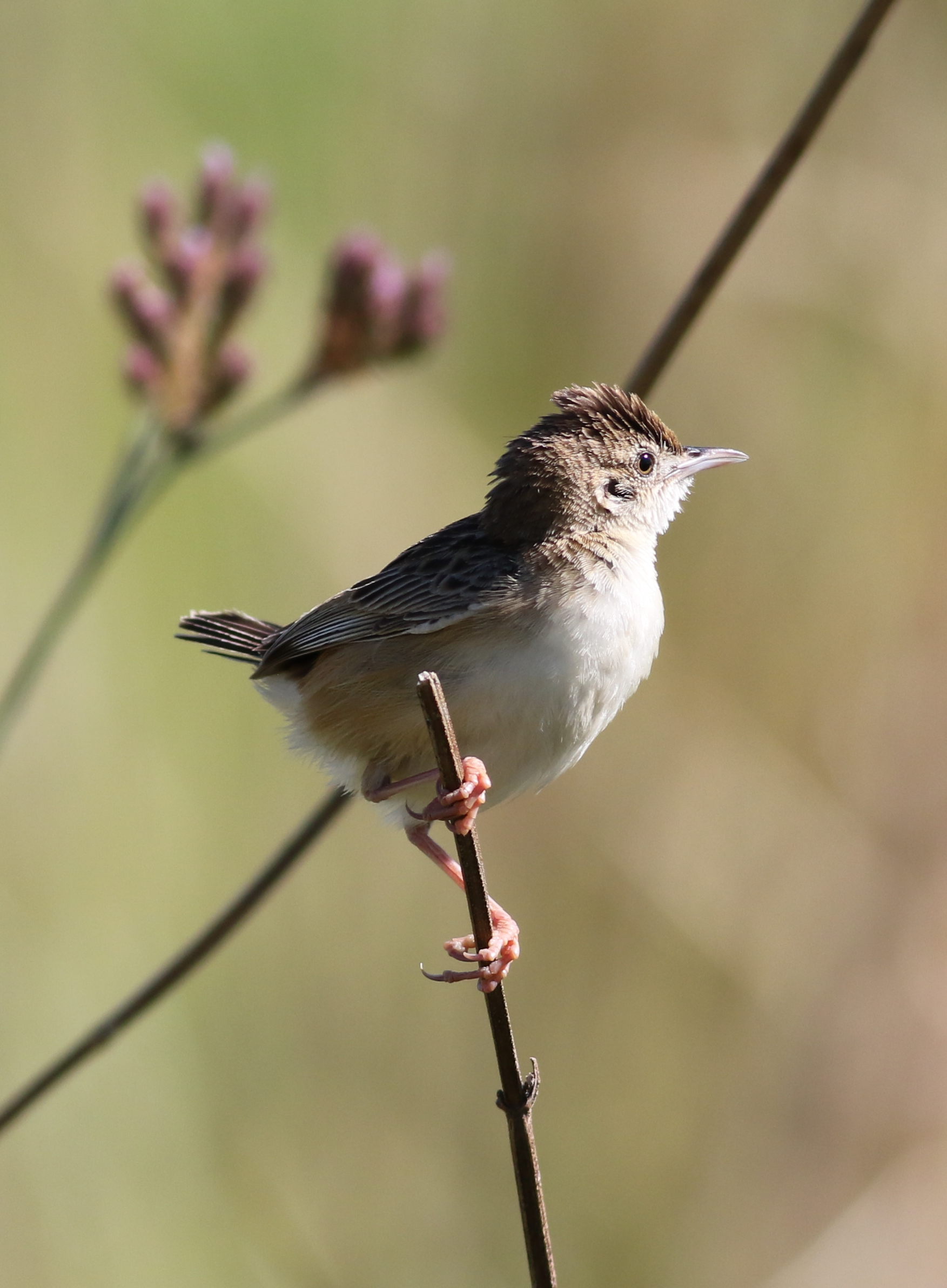 Zitting cisticola or streaked fantail warbler (Cisticola juncidi