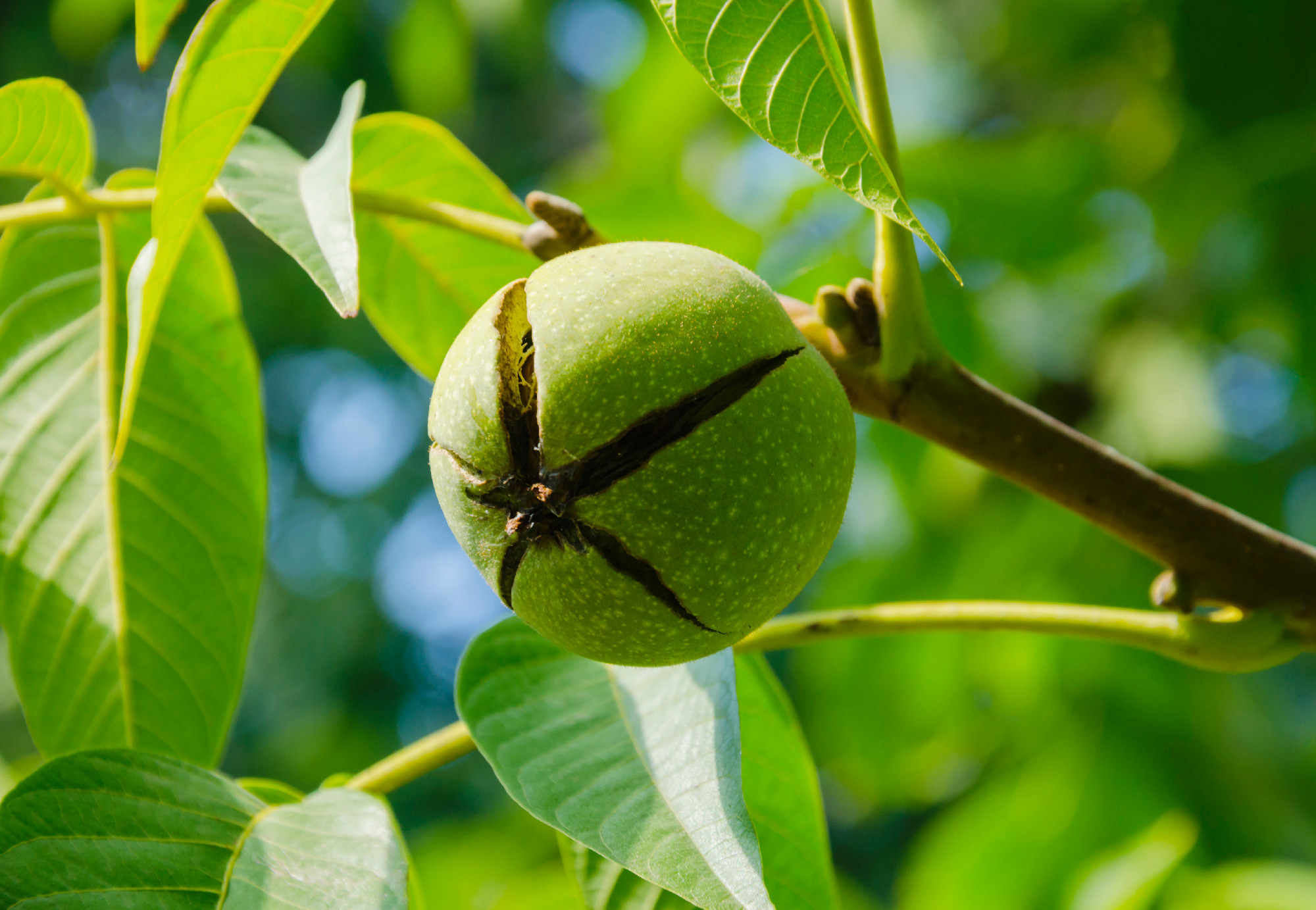 fruit of a tree nut