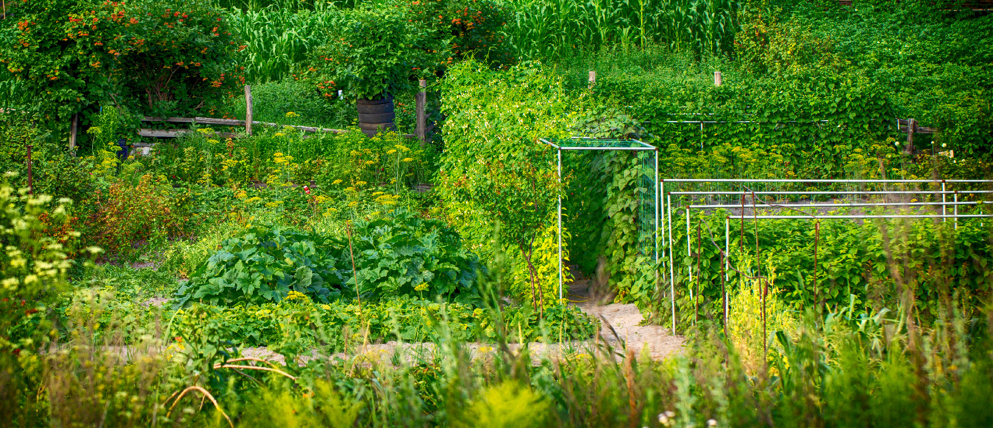 bed A modern designer garden. Using natural materials. And the selection of plants for compatibility