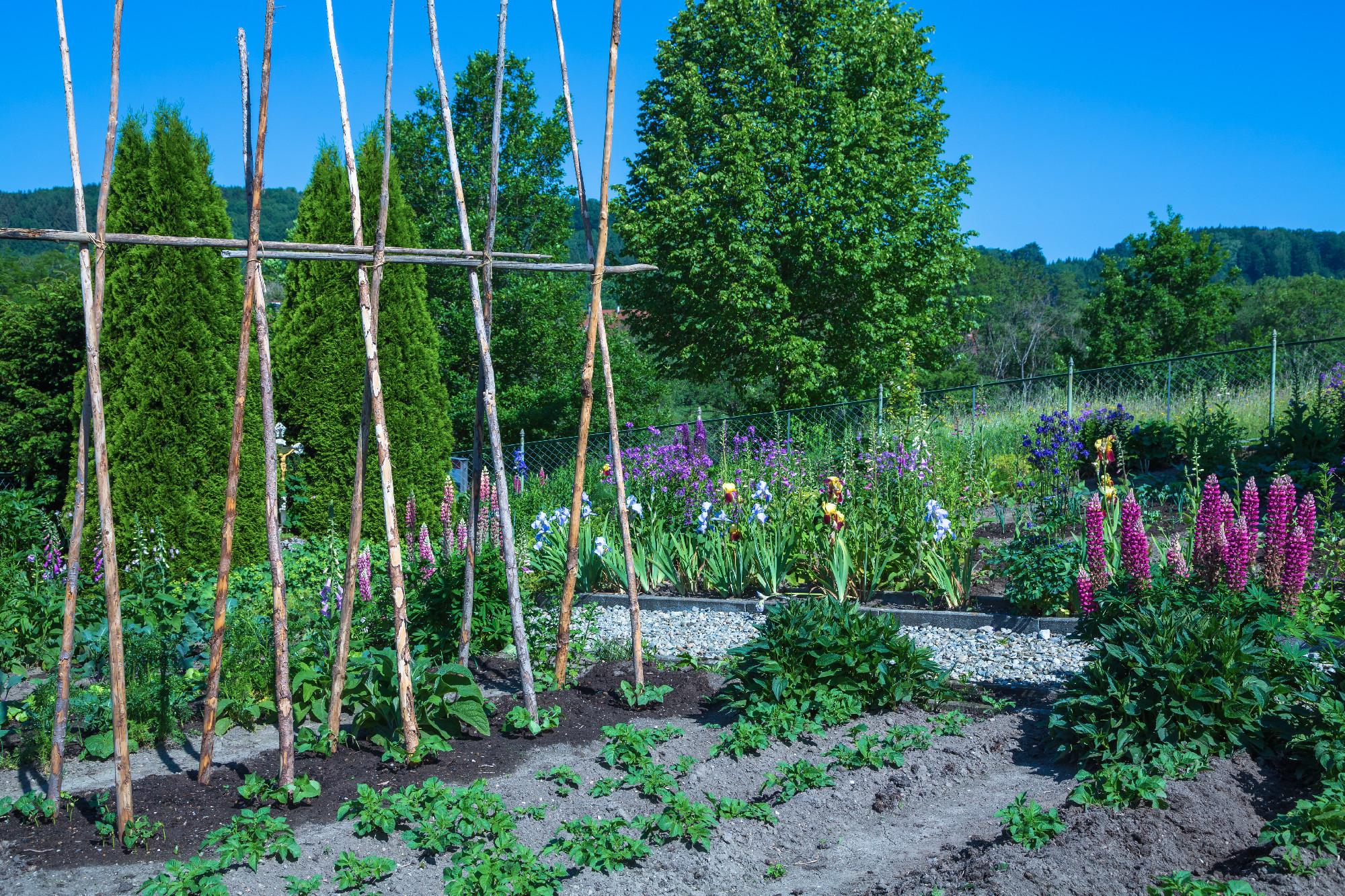 Vegetable garden
