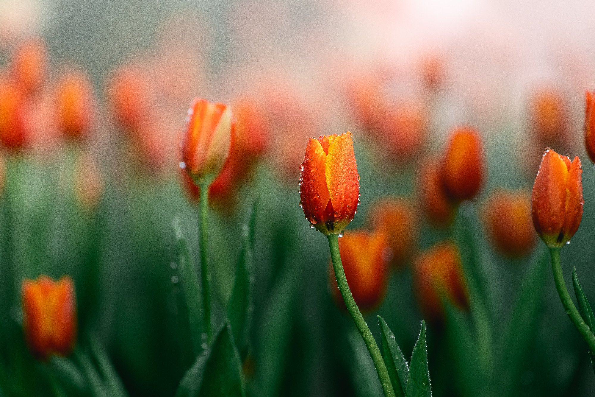 Close up buds oftulips with fresh green leaves at blur green bac