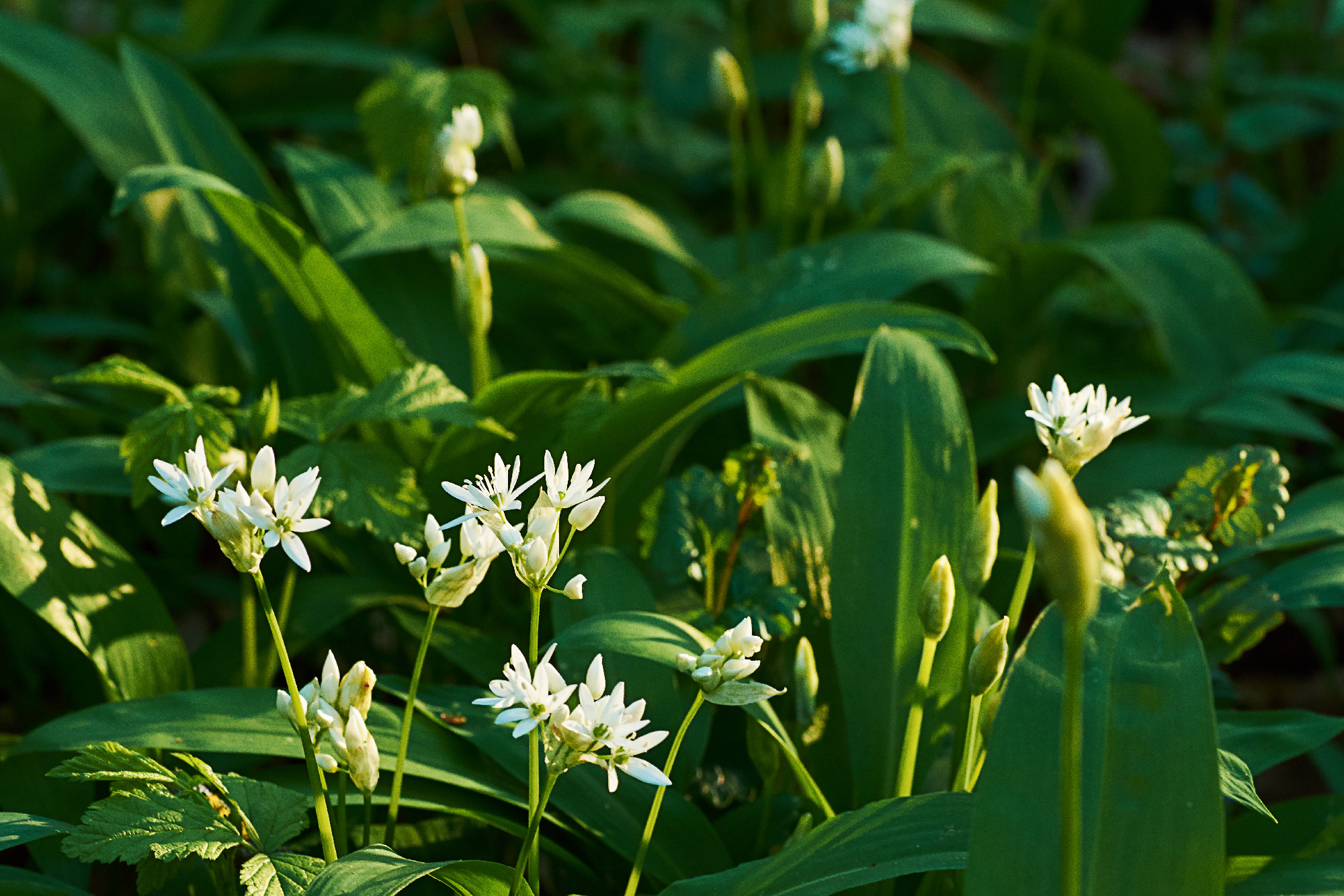 View of white wild garlic flowers on blooming meadow in forest.
