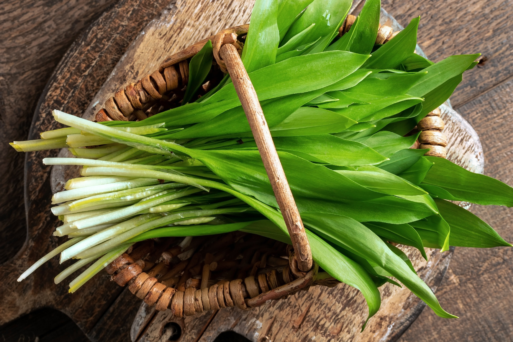 Fresh young wild garlic leaves in a basket