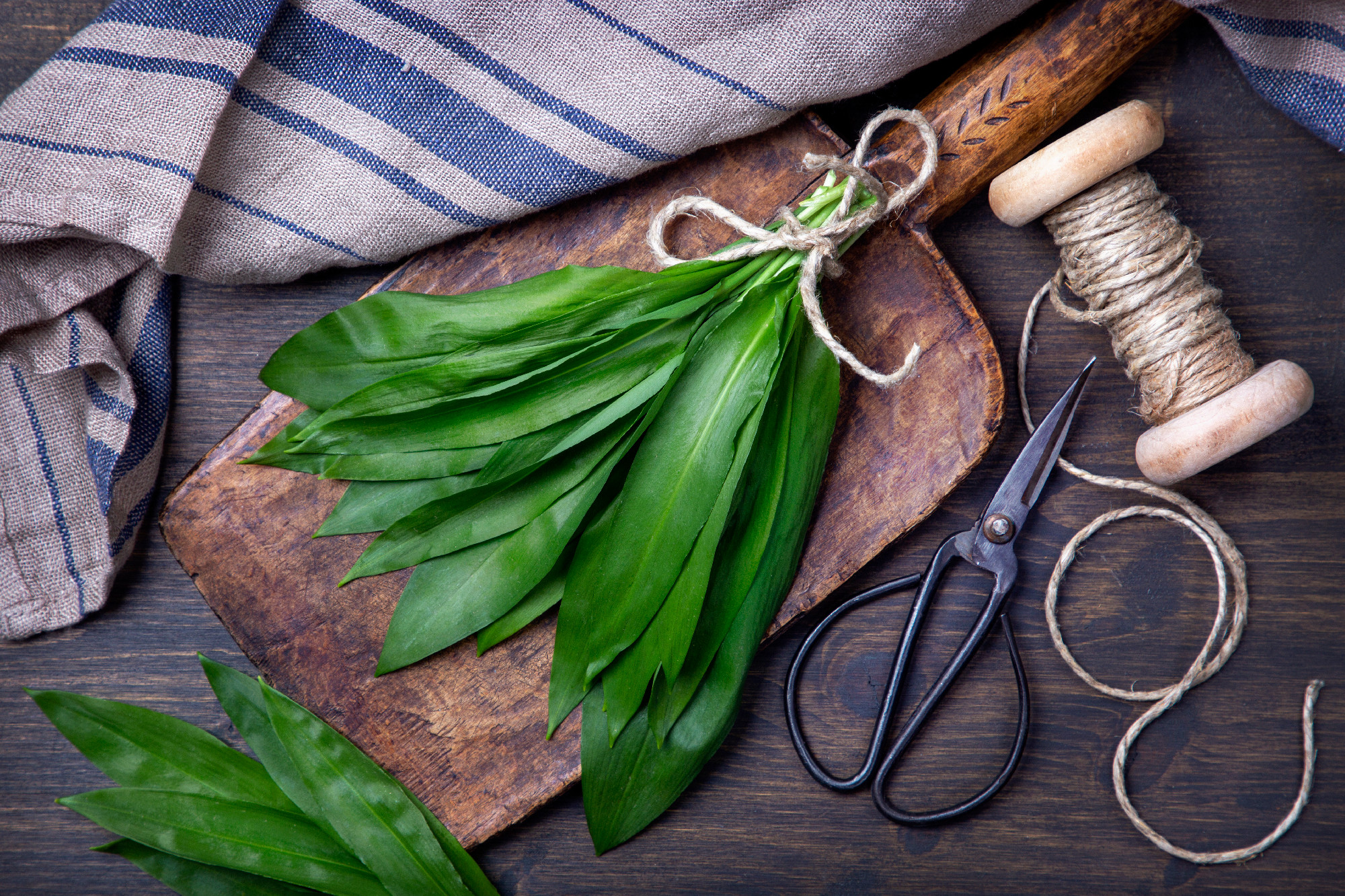 Wild garlic or ramsons green leaves