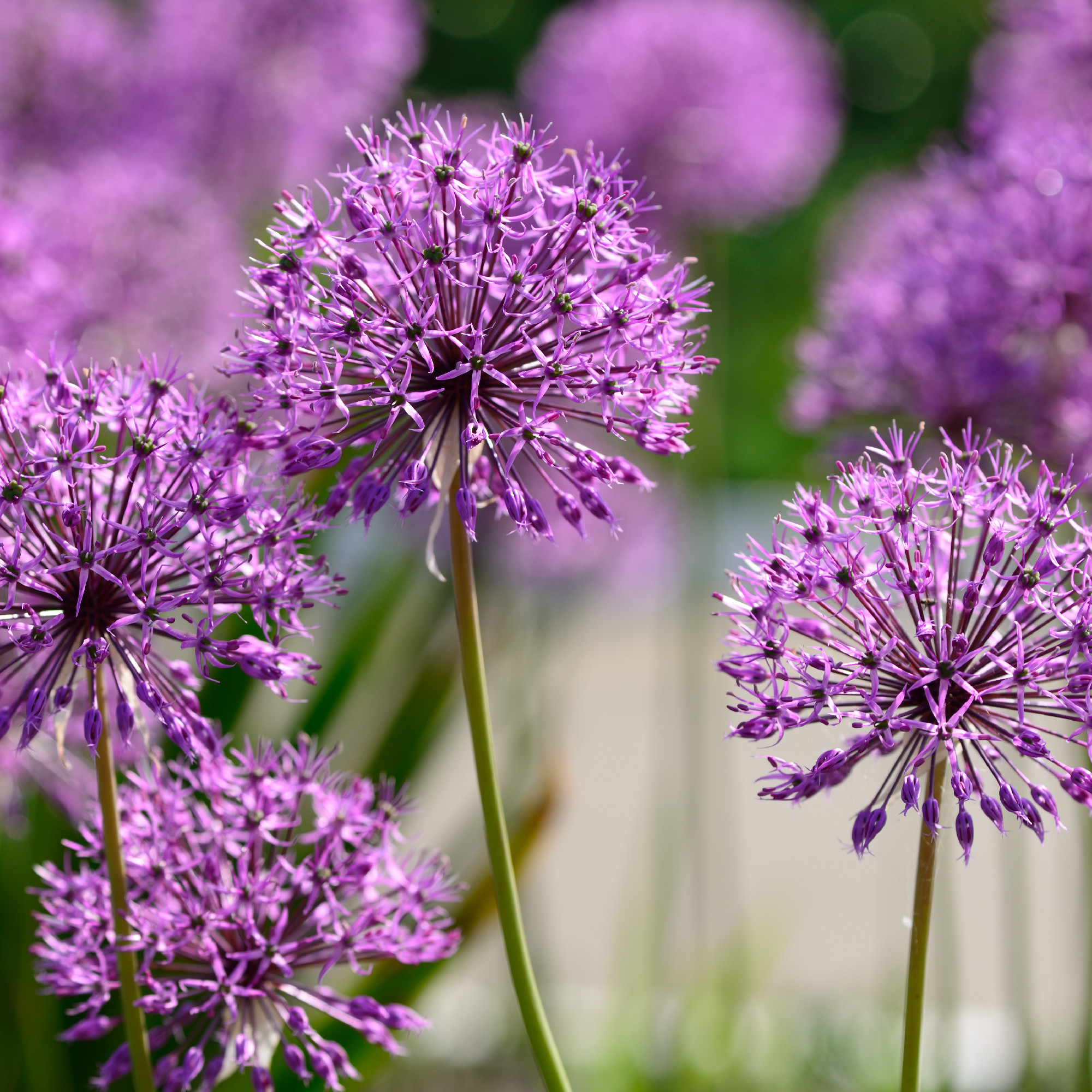 Giant purple onion flowers closeup