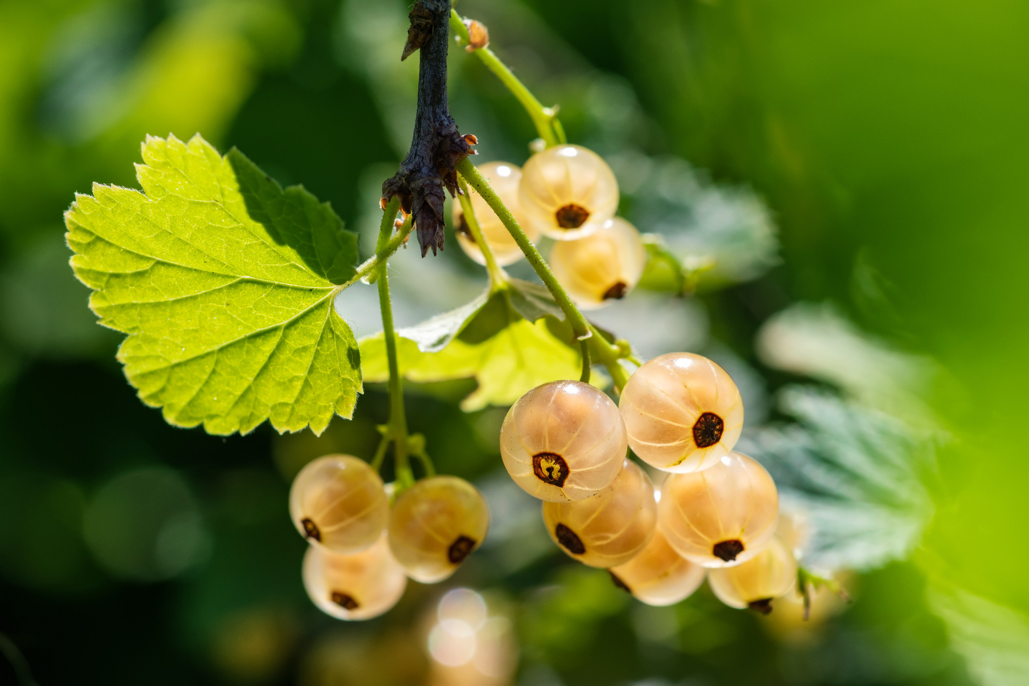 Brush of white currant berries and green leaves. White currant Ribes rubrum White grape Close up. Macro.