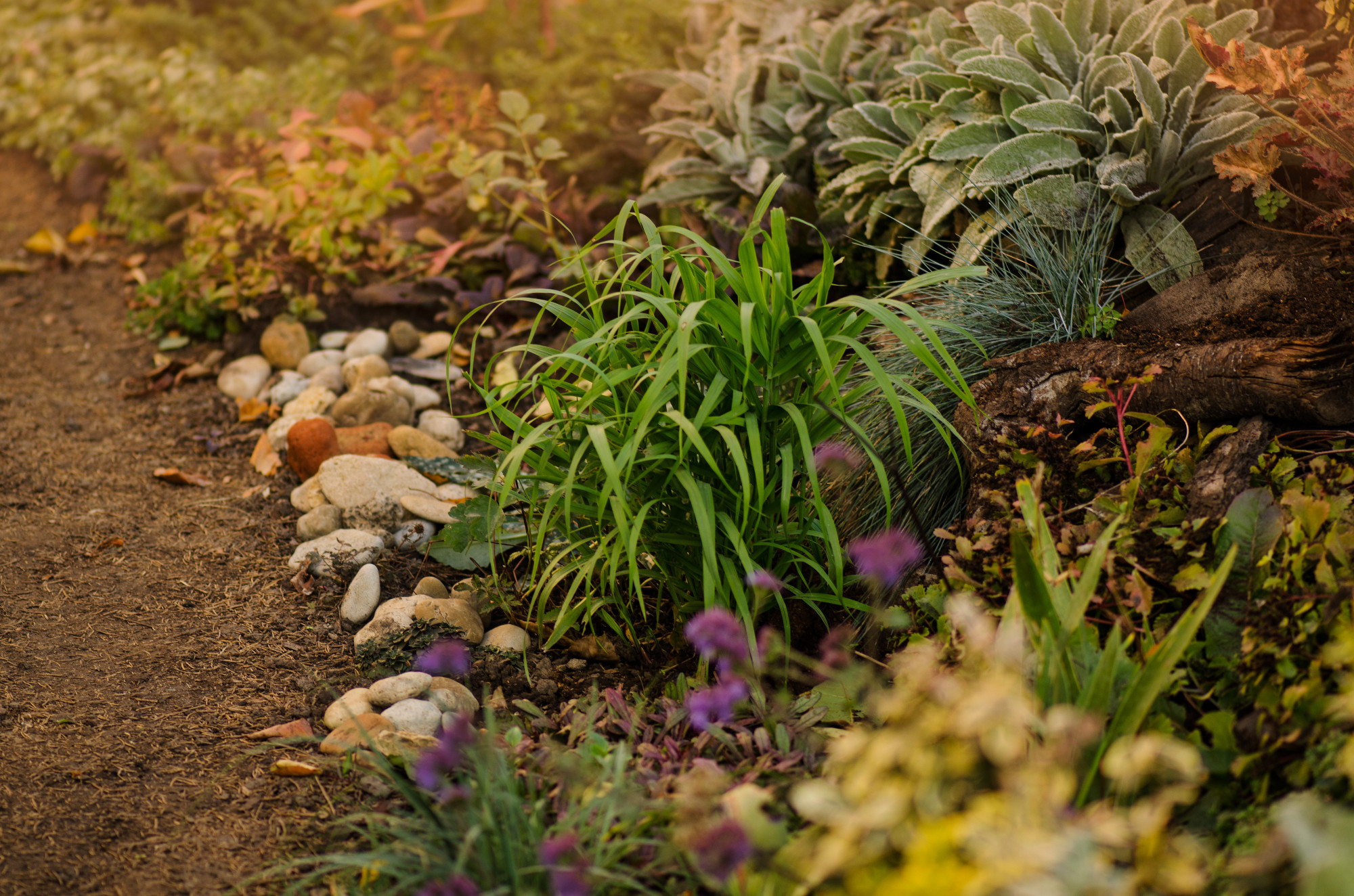 Trail road near flowers in autumn garden. Colourful autumn flowerbeds. Country fall garden backgrounds.