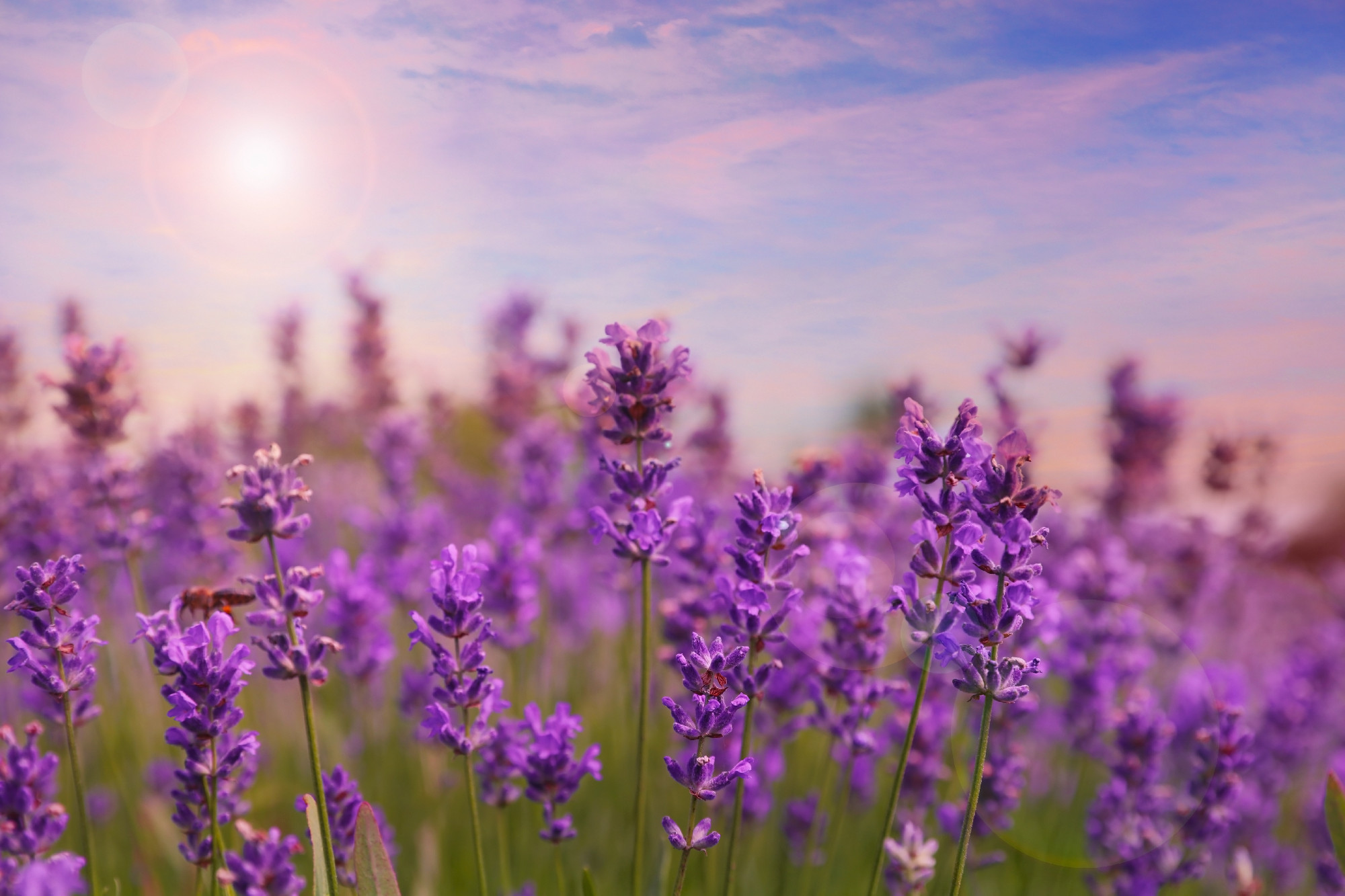 Beautiful blooming lavender field on summer day, closeup
