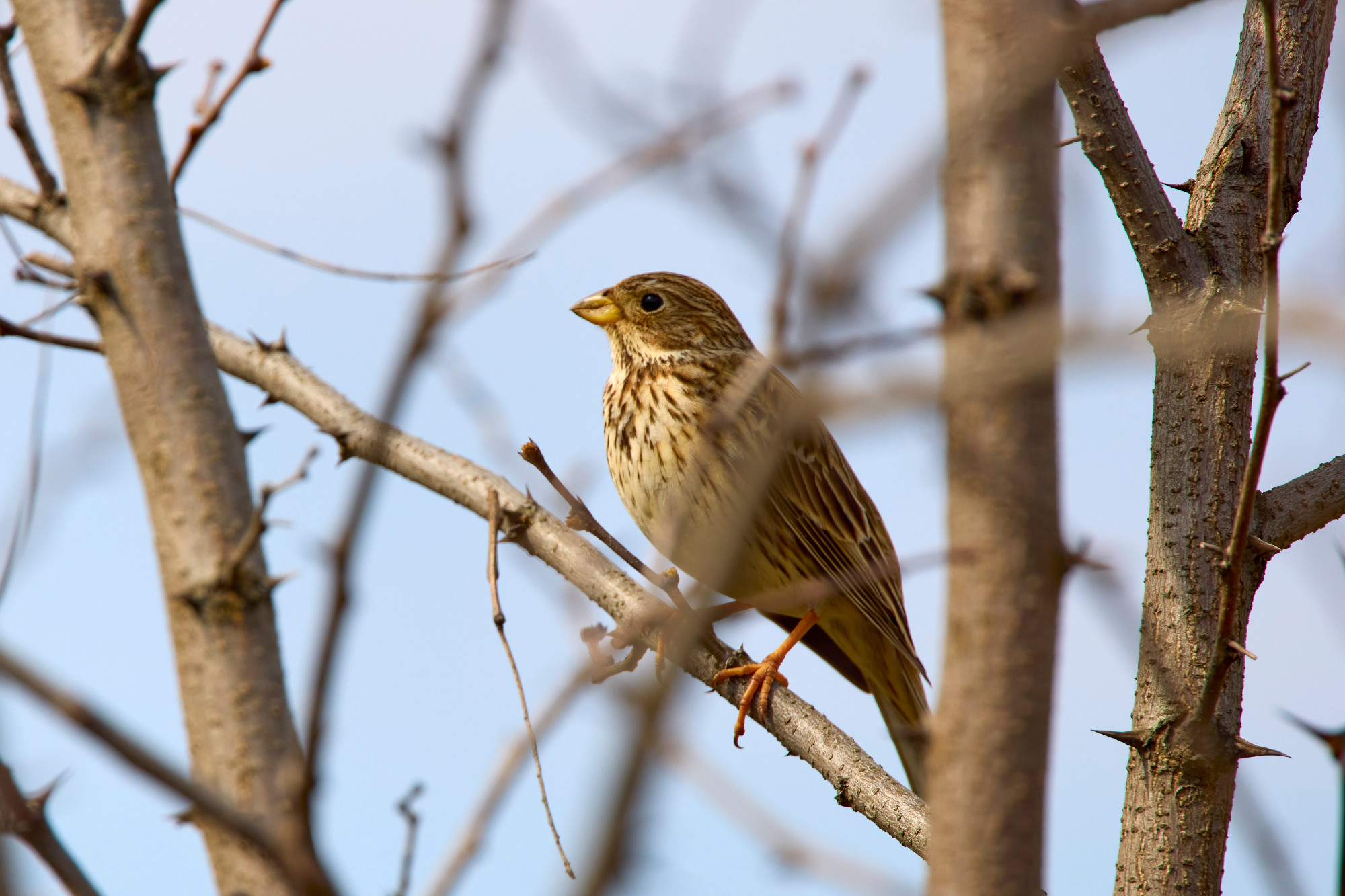 Corn Bunting (Emberiza calandra) perched on a branch