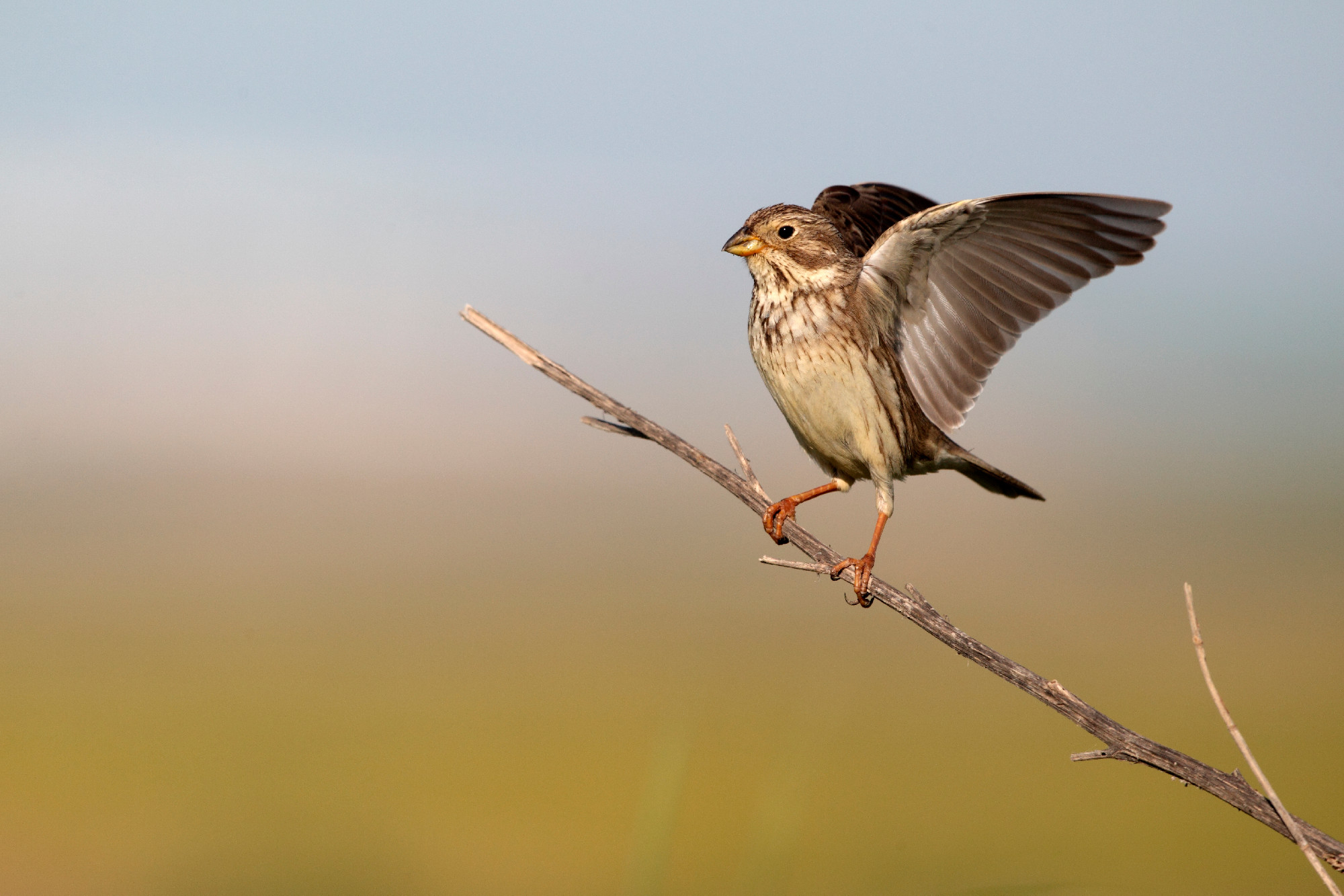 Corn bunting, Emberiza calandra
