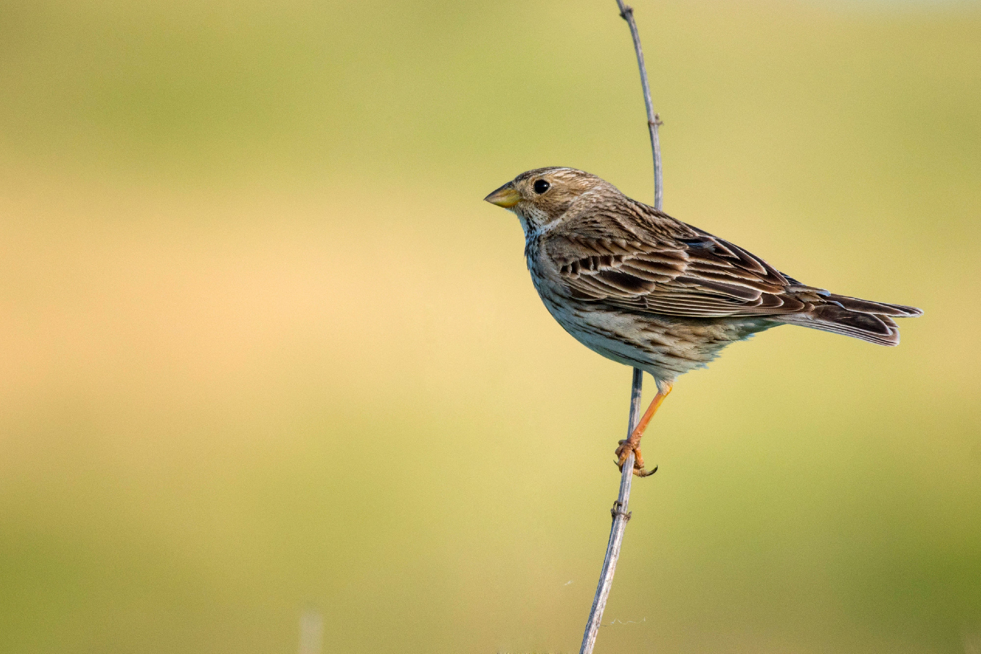 Corn Bunting is sitting on a beautiful background