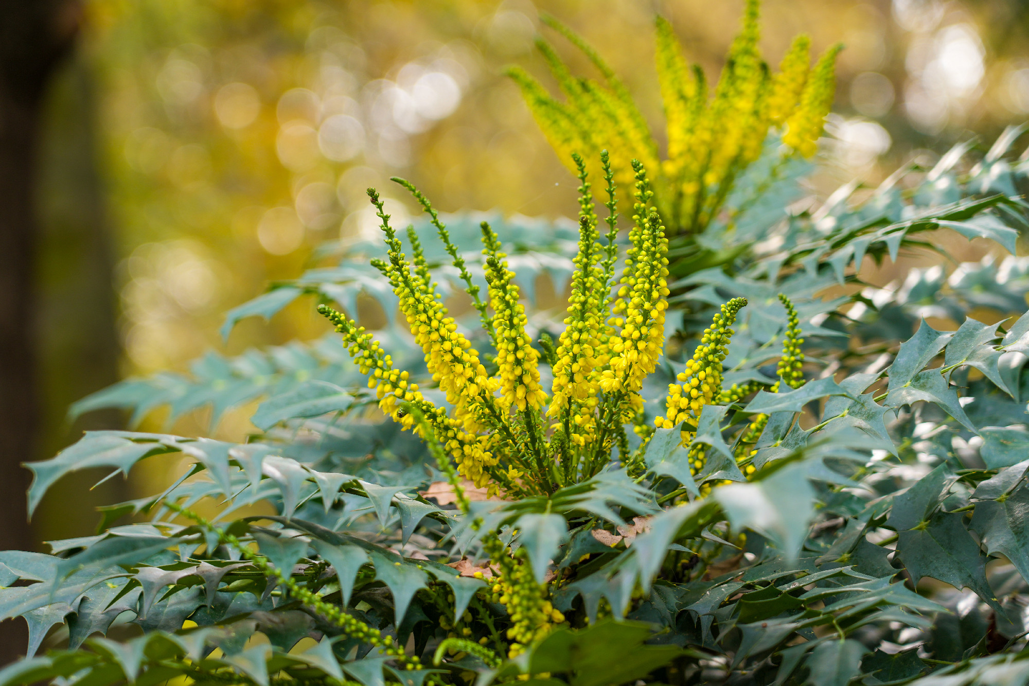 Yellow autumn flowers of mahonia japonica bush