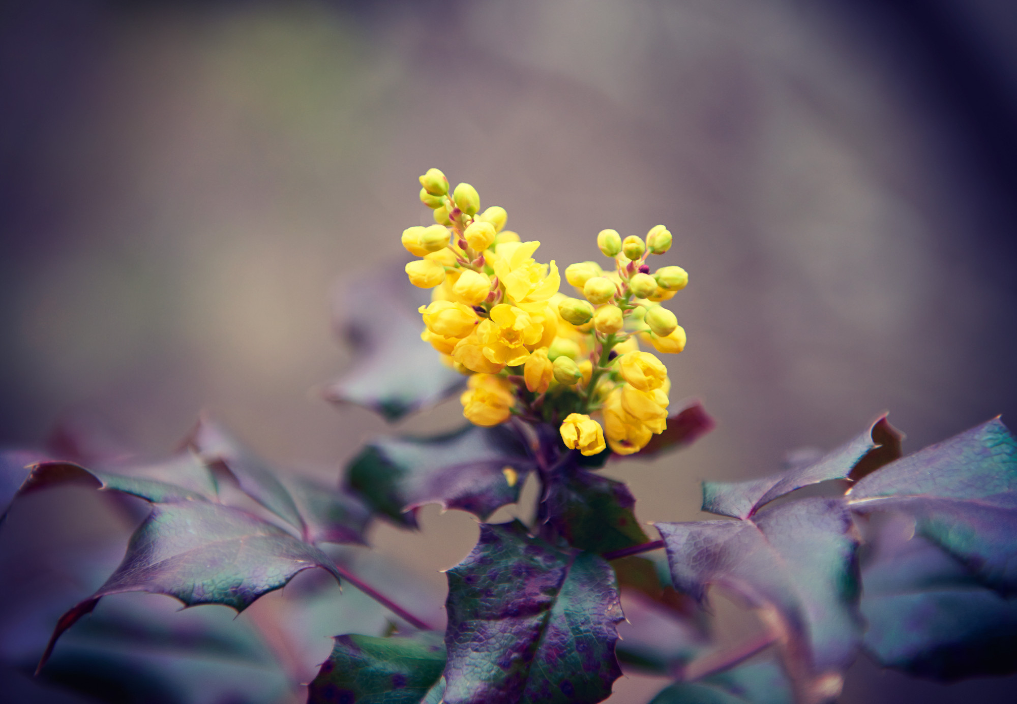 Delicate spring yellow the first flowers , nature