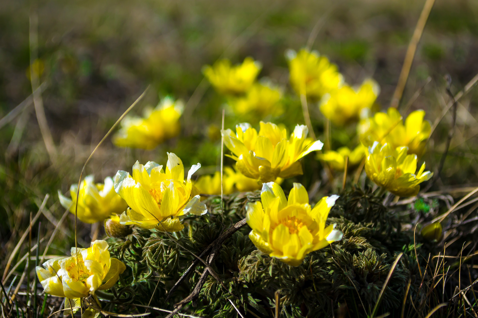 Wildflowers, Adonis spring. The first flowers of spring, the beginning of a new life. The concept of a bright new, yellow life.
