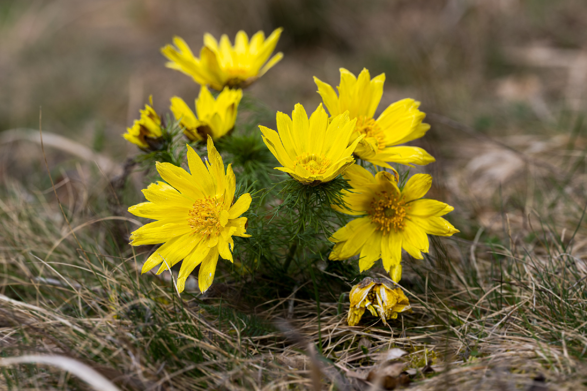 Adonis vernalis. Spring pea in a nature reserve.