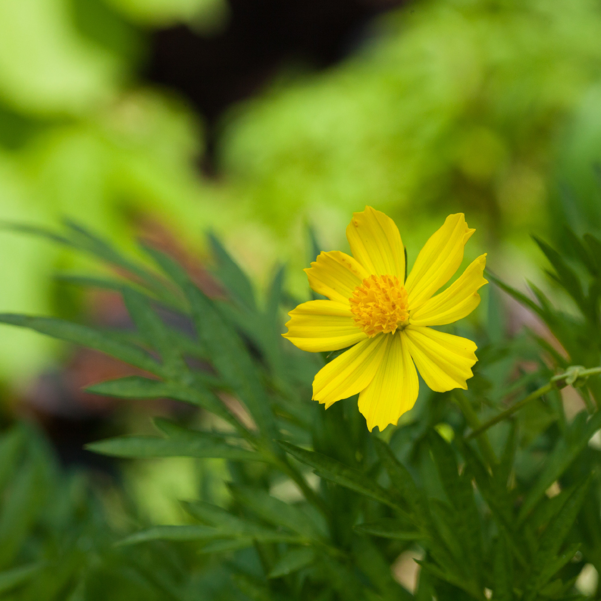Védett növényeink: a volgamenti hérics