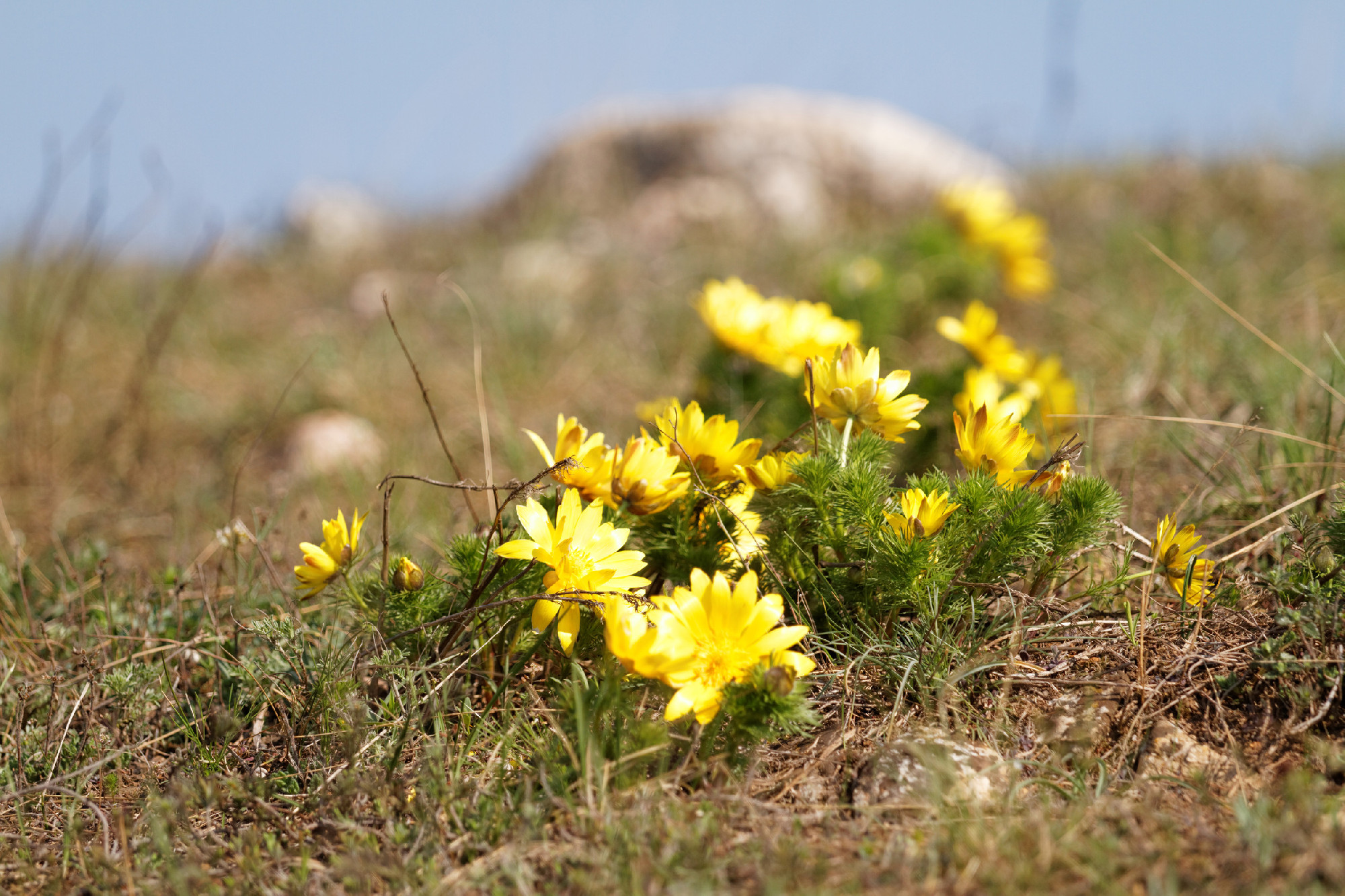 Yellow flower