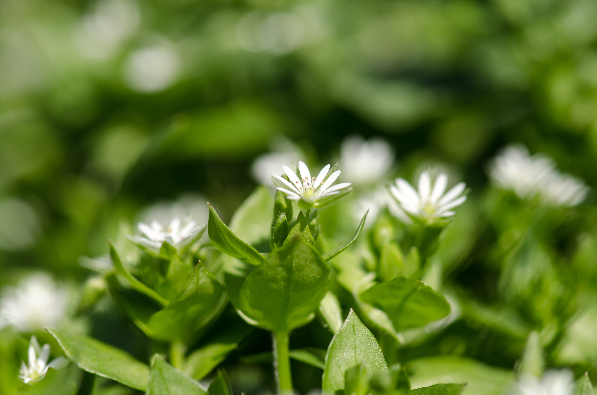 White spring flowers