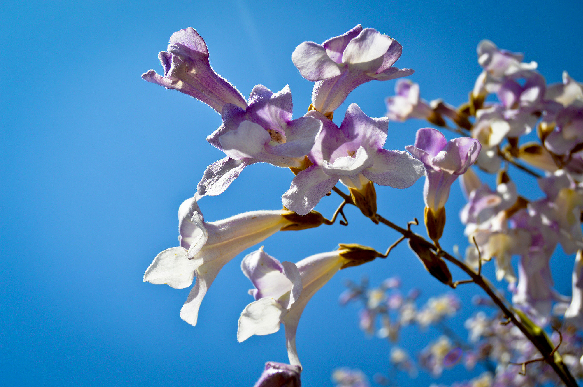 Spring branch purple white flower blossom, and clear blue sky, s