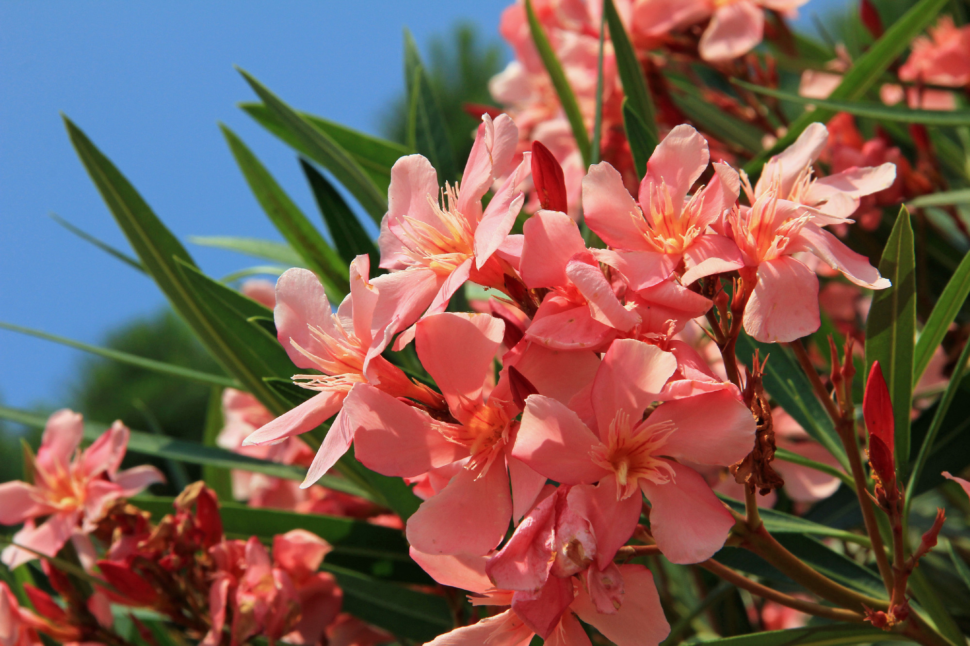 Closeup of blooming oleander