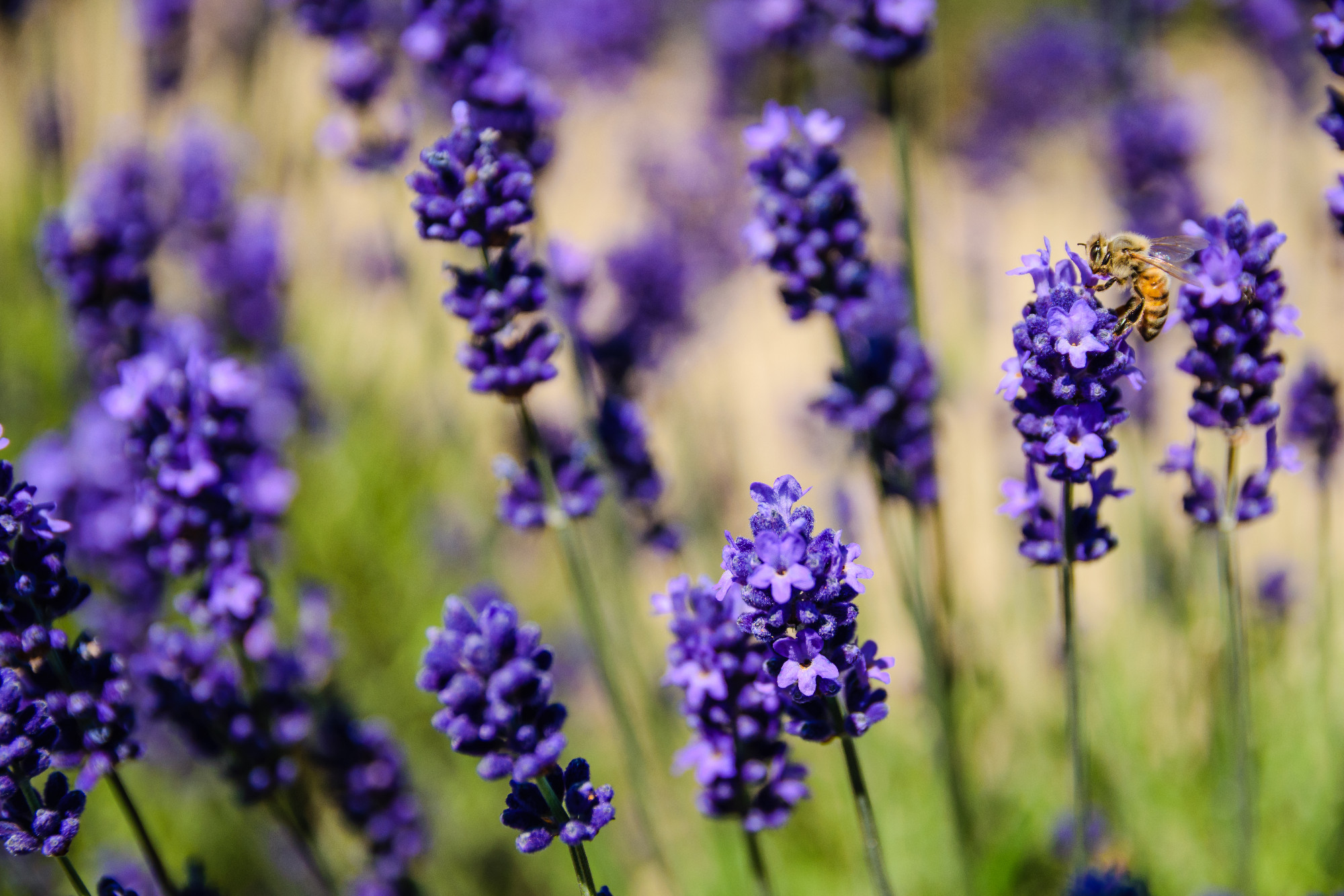 Bee and lavender field