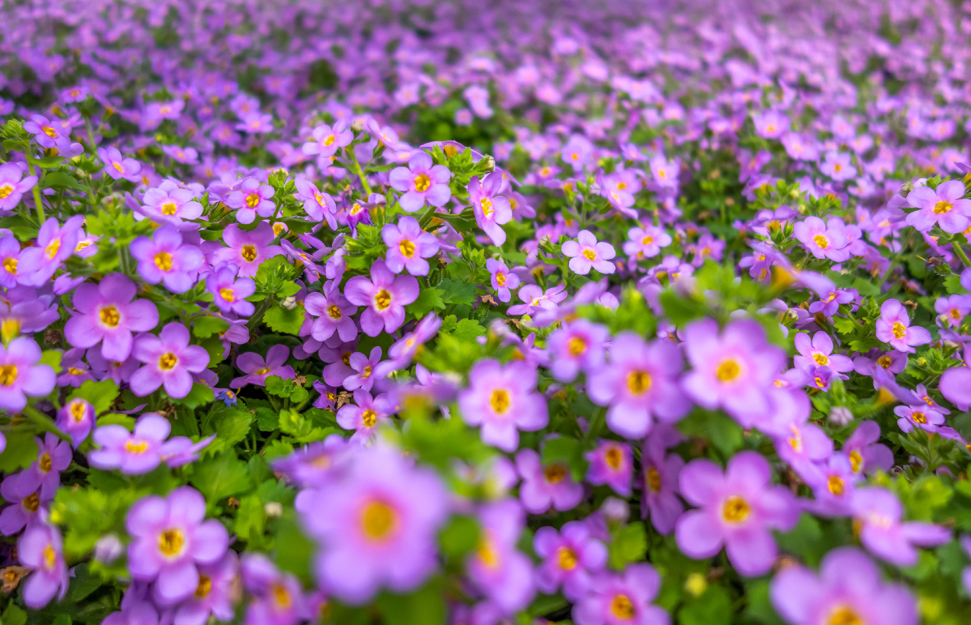 violet flowers