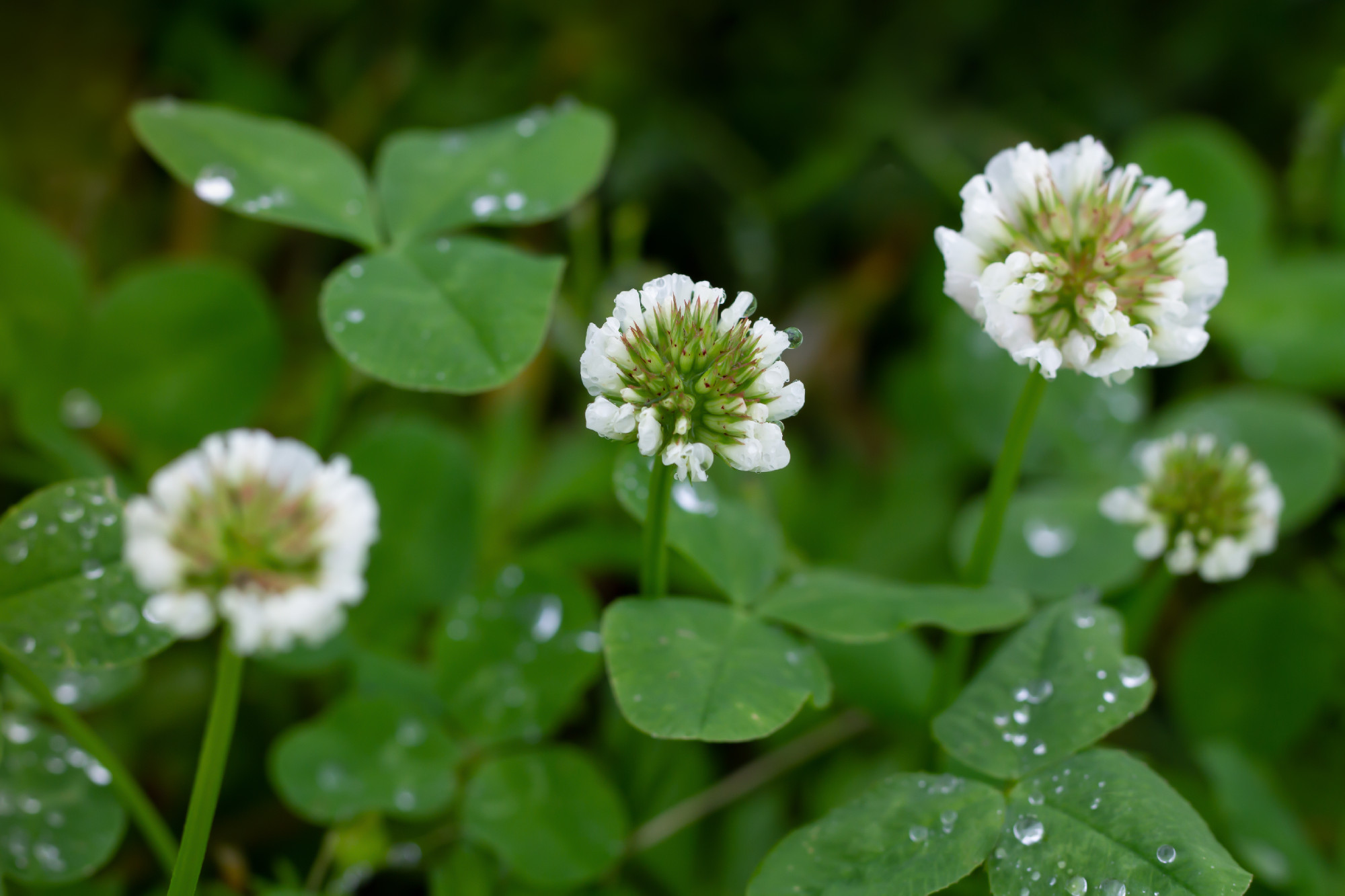 Clover with raindrops.