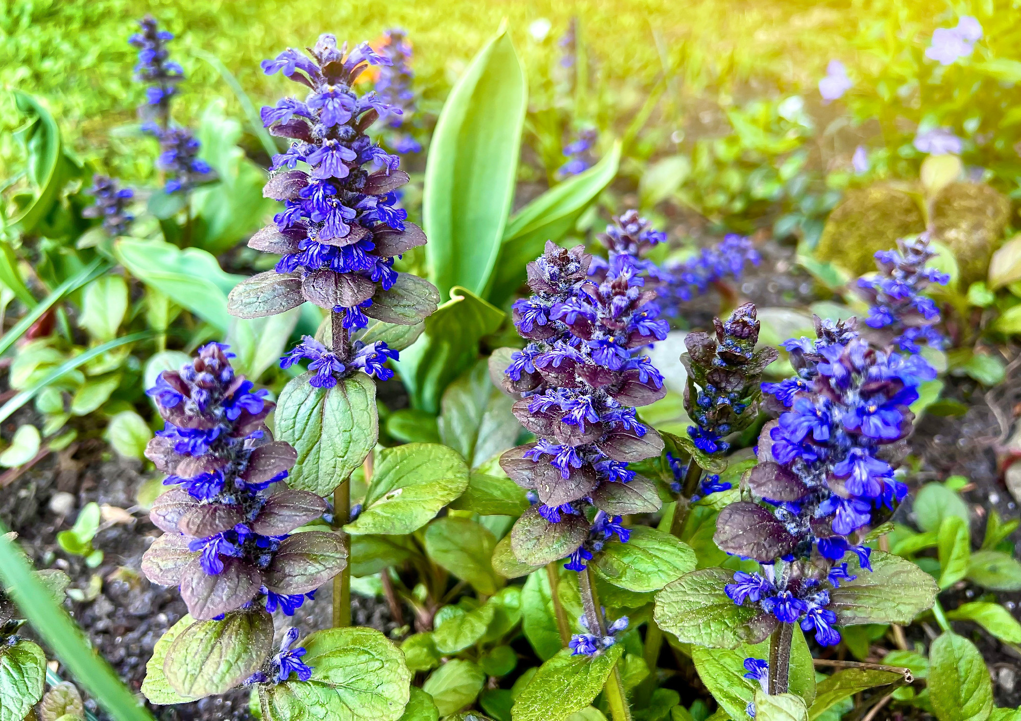 Ajuga reptans flowers in a spring garden. Bugleherb. Selective focus